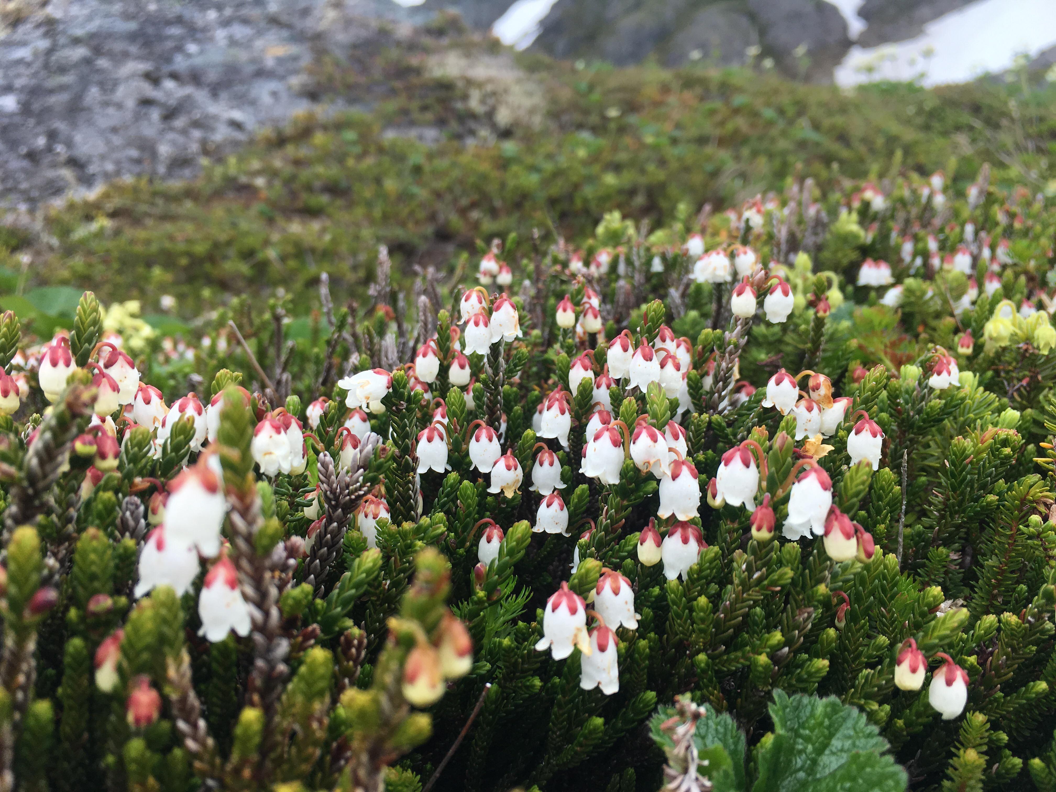 One of my favorite alpine plants White Mountain Heather. r/Outdoors