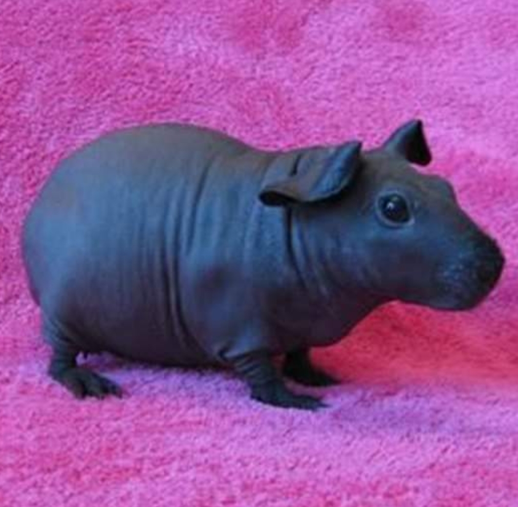Collection 100+ Images Pictures Of Hairless Guinea Pigs Full HD, 2k, 4k