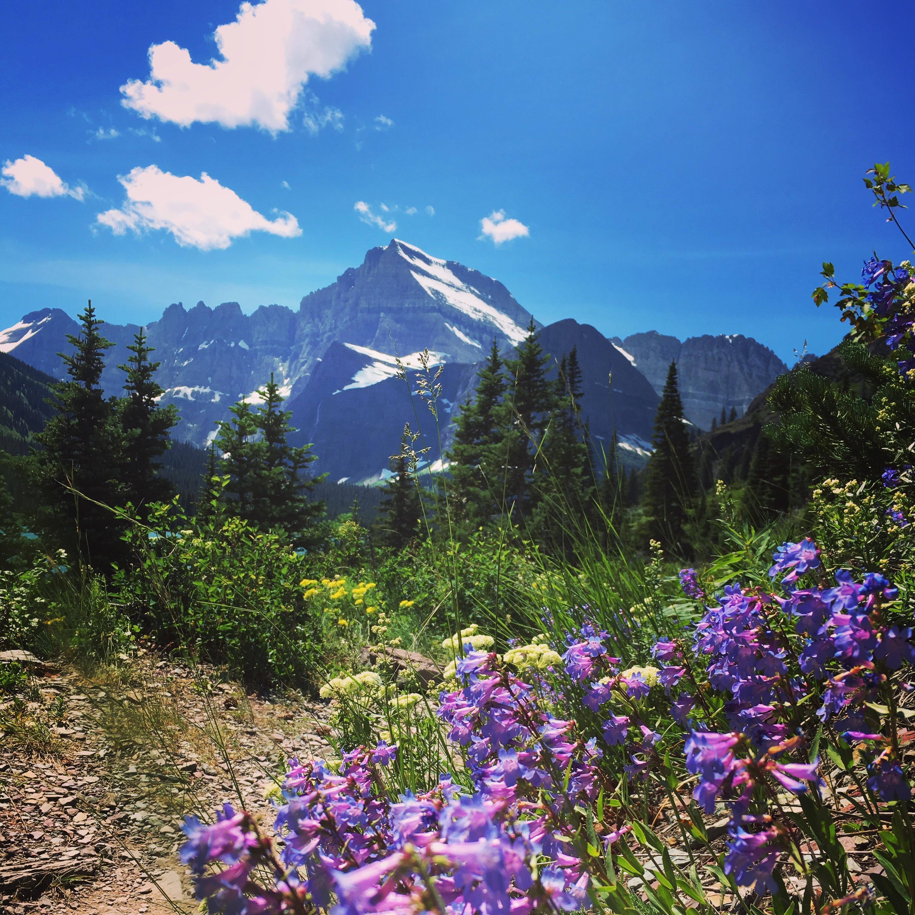 The wildflowers are in full bloom in Glacier National Park [OC