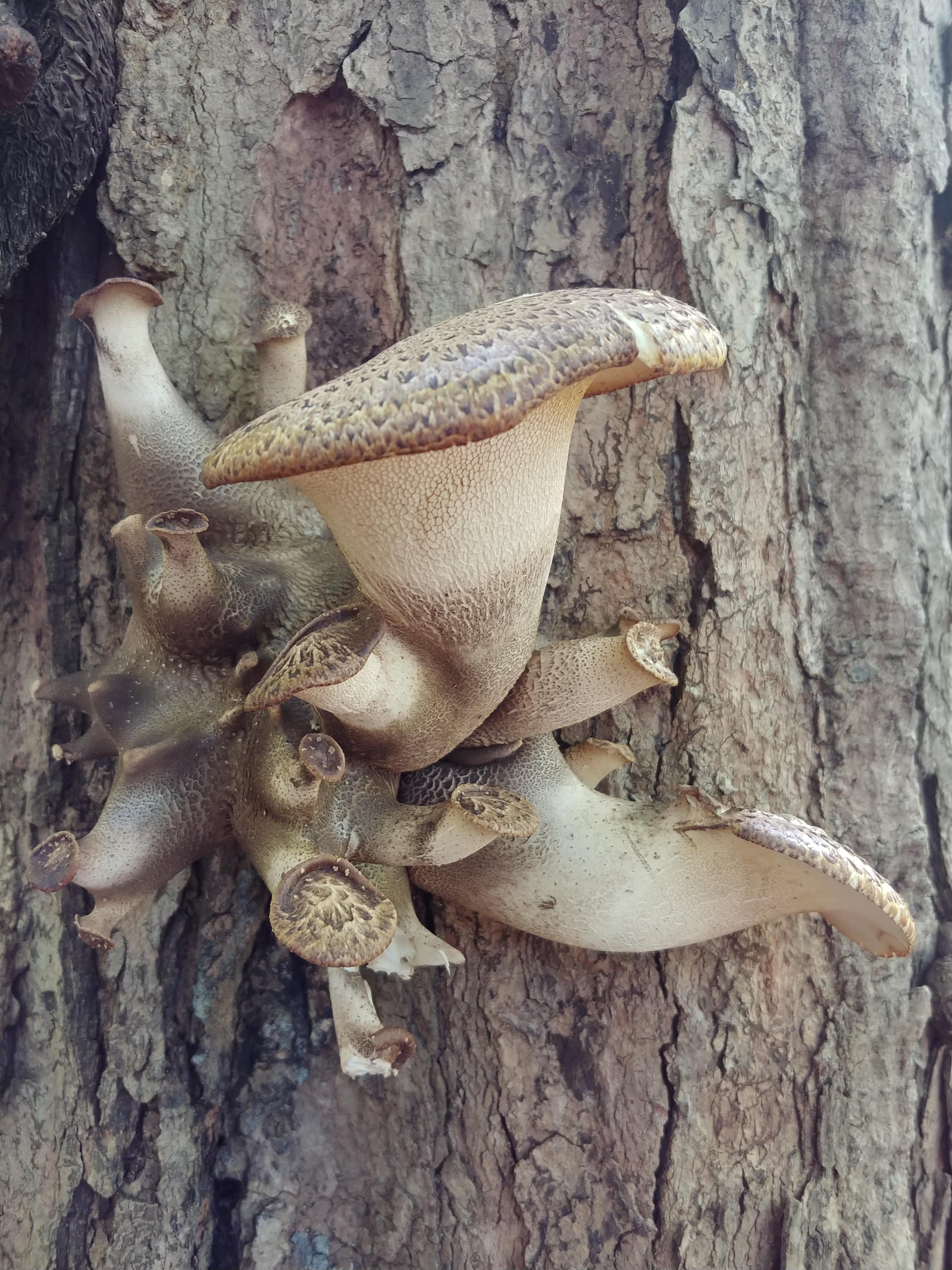 [ID Request] Found this beauty in a woods of Ash and Maple r/Mushrooms