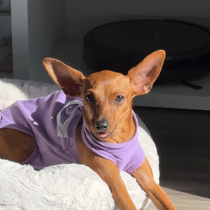 Mochi wishes you a happy Sunday r/minpin