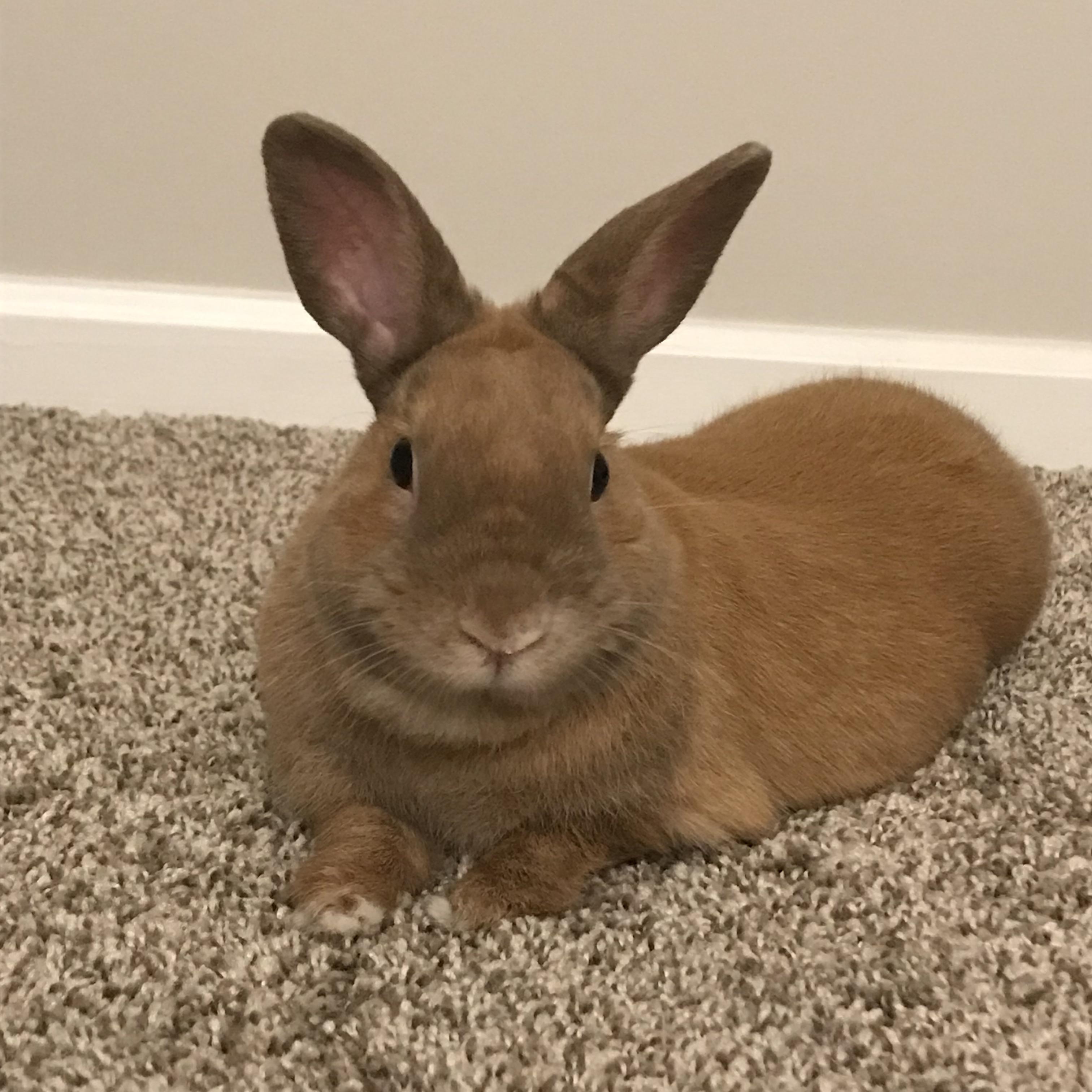 My recent adoption Rosemary r/Rabbits