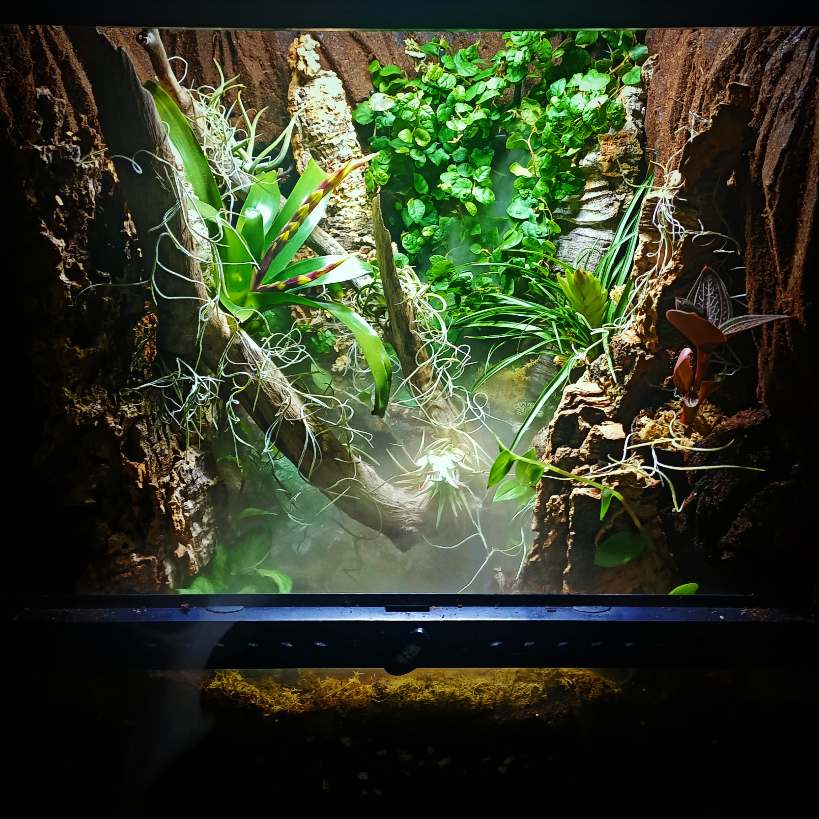 I made a bioactive terrarium/vivarium out of a crusty secondhand