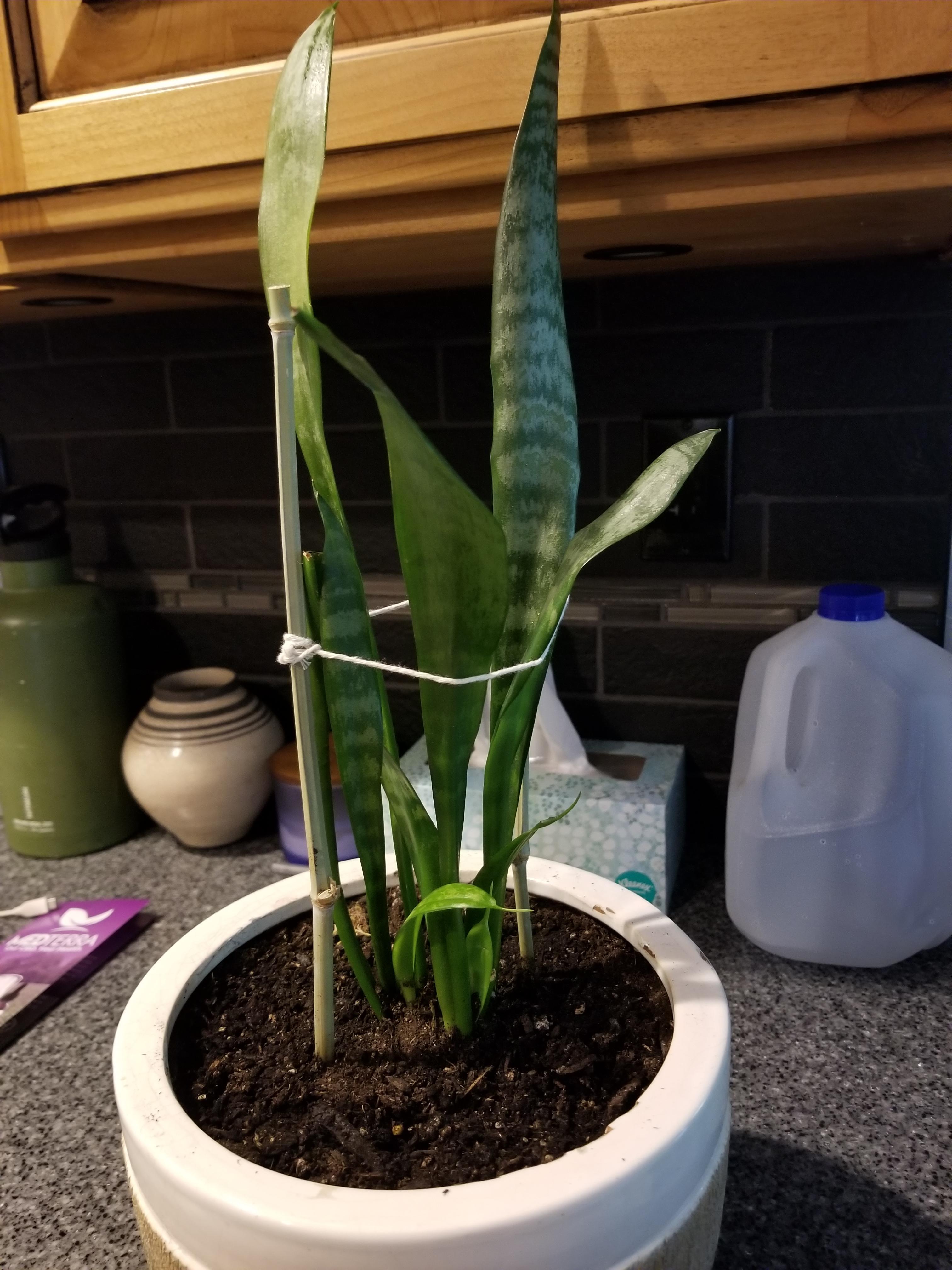 New growth on snake plant recently started curling. Root rot? r