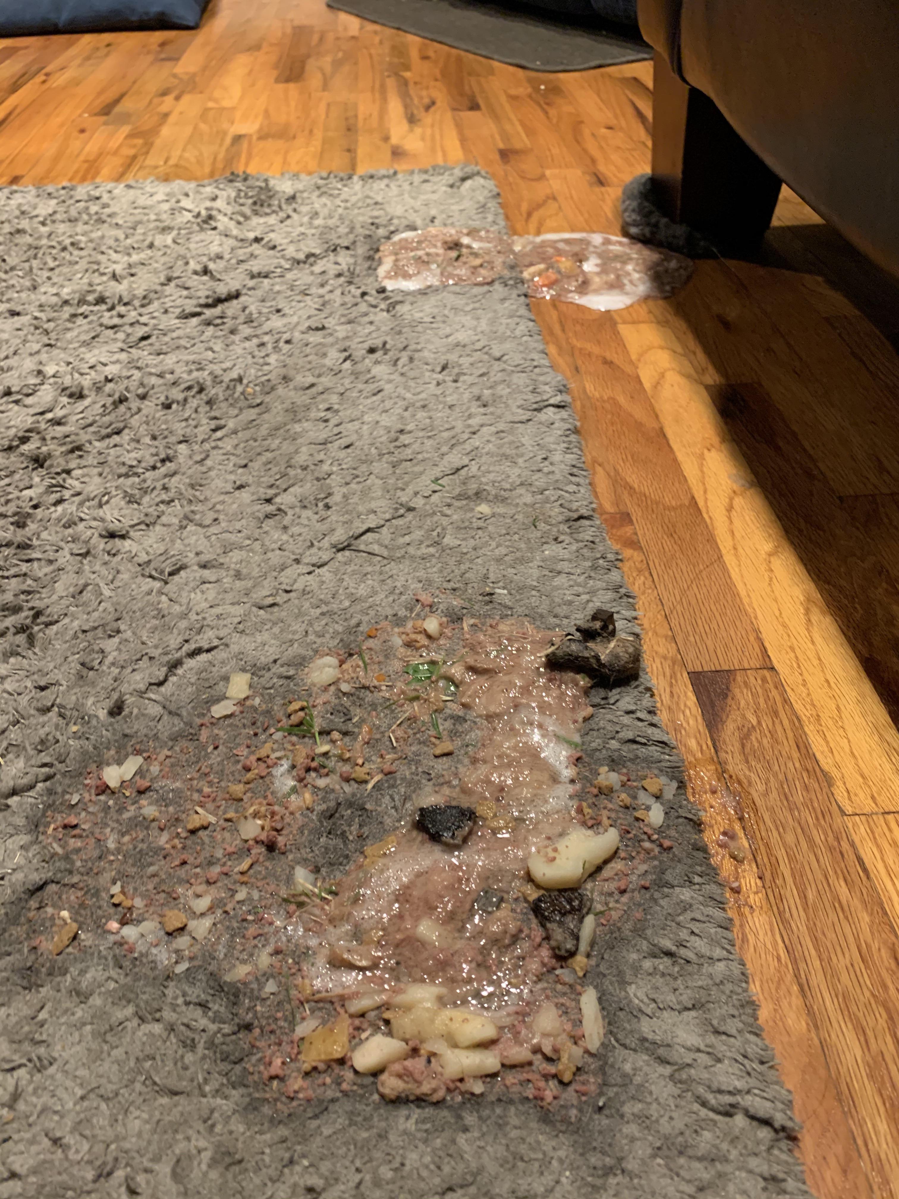 The beagle I am dogsitting ate my dog’s poop in the backyard and threw