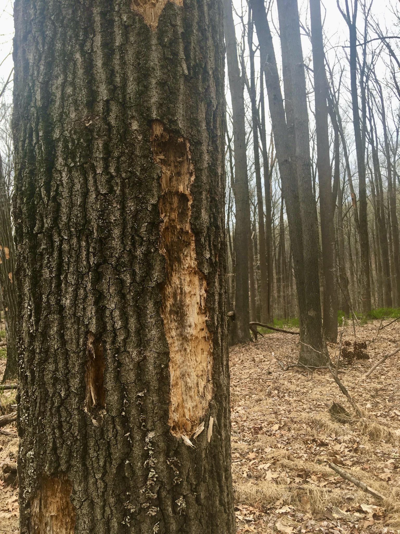 What's this woodpecker species? [MD, USA] r/whatsthisbird
