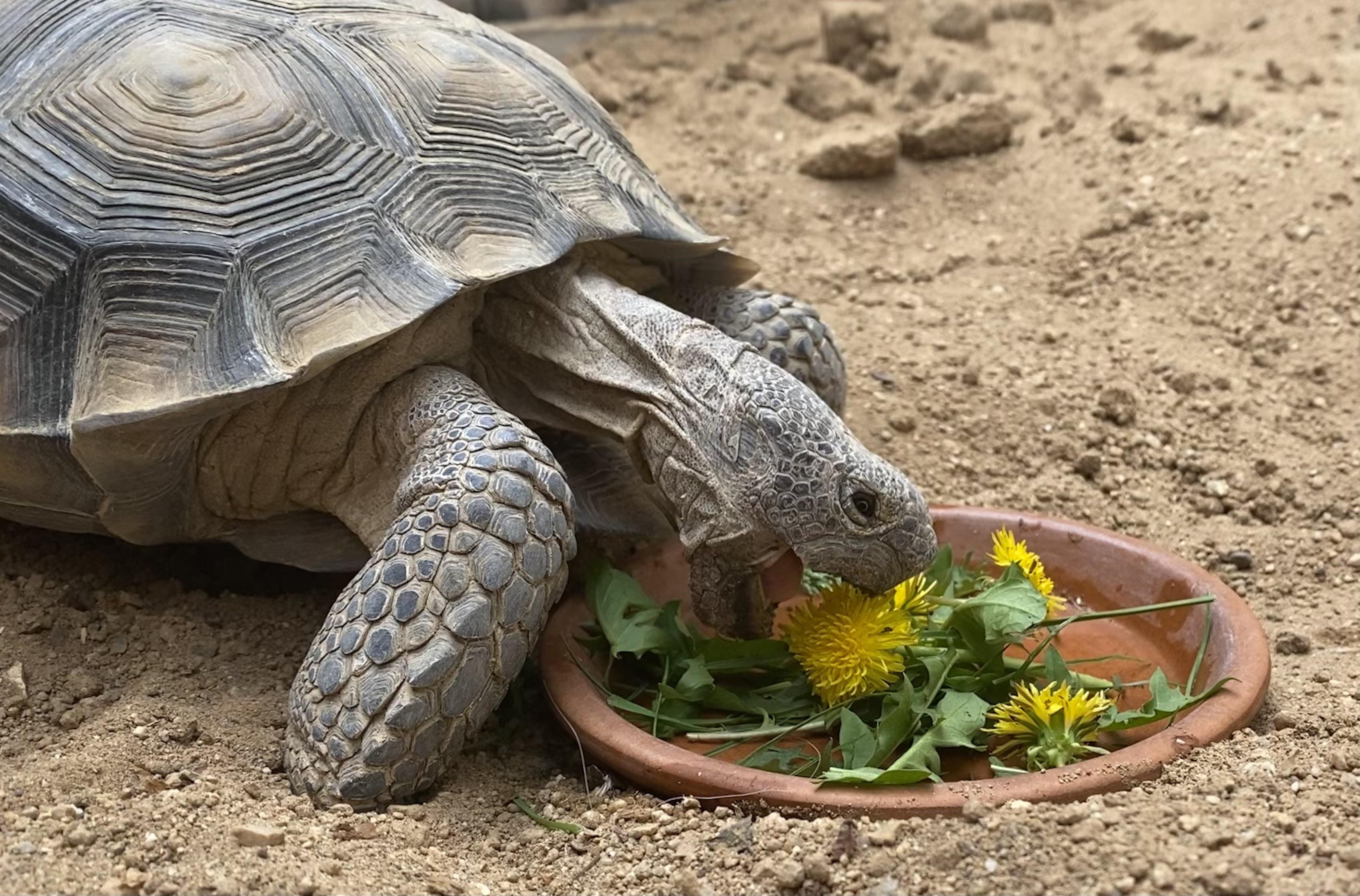 She LOVES dandelions!! r/tortoise