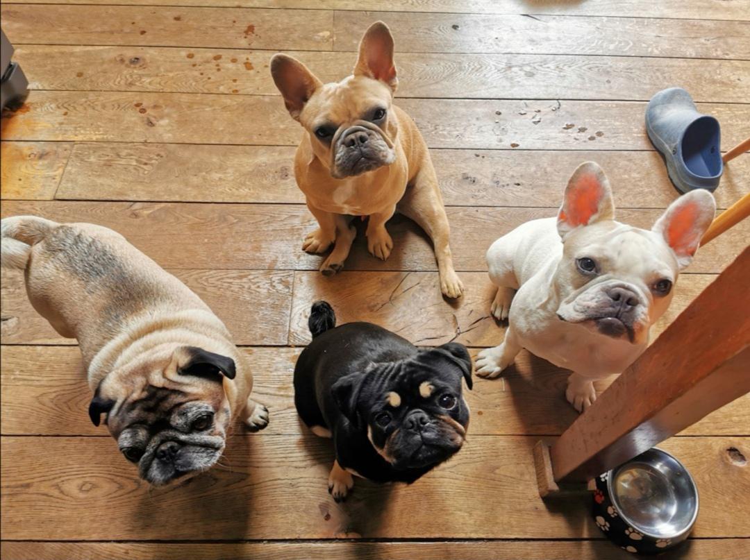 Frenchies with their pugs siblings r/Frenchbulldogs