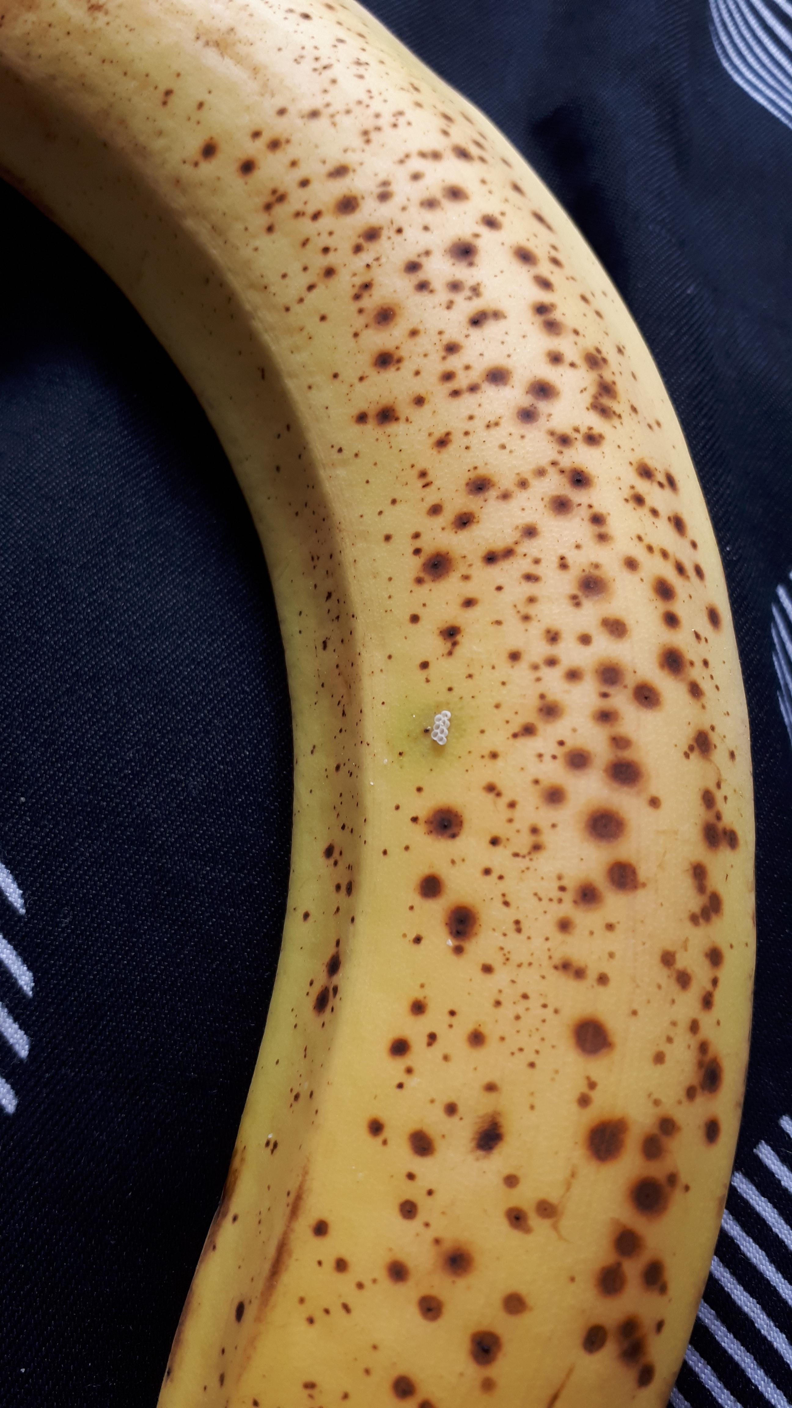 These rings on banana skin. What is this? r/Whatisthis