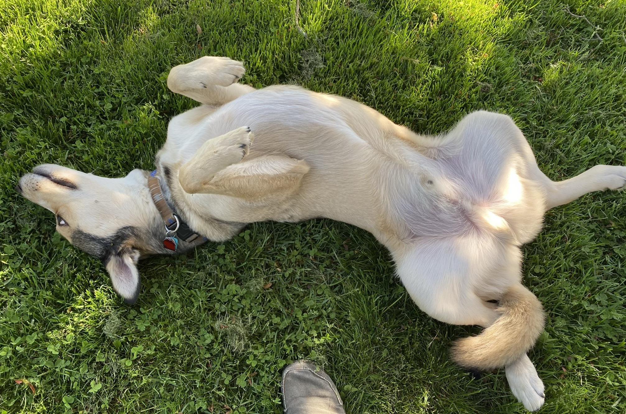 "Pet me instead of bring me inside" r/toolps