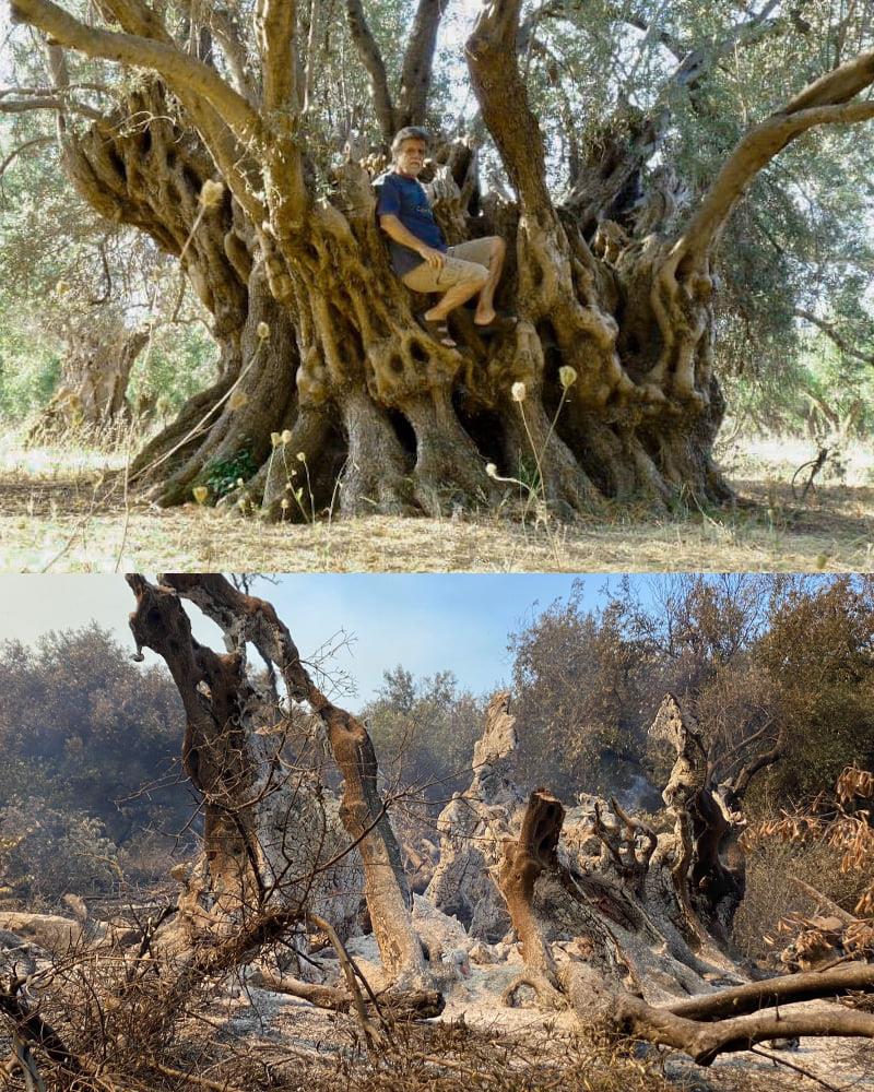 This ancient olive tree that was standing for 2500 years, was turned to