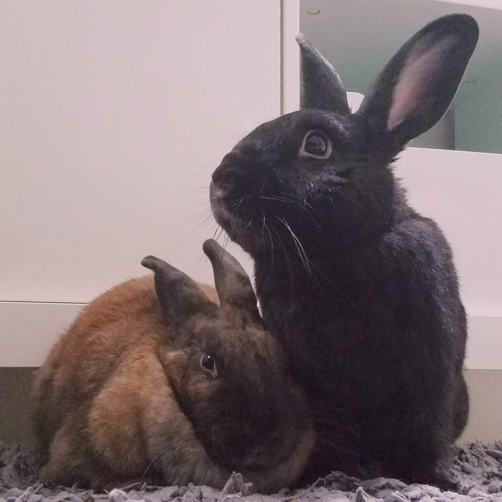 a reminder that rabbit diet is so important, so be careful what you