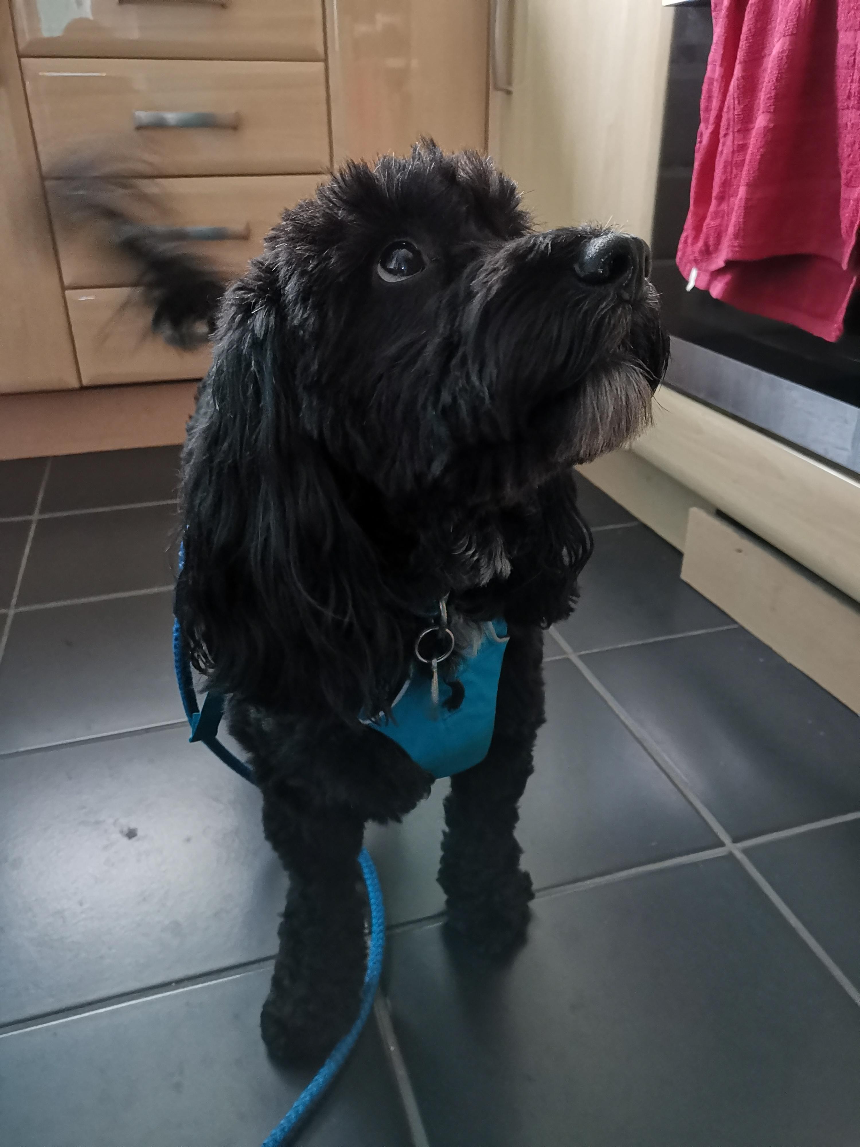 His tail never stops wagging. Jago says hi. r/aww