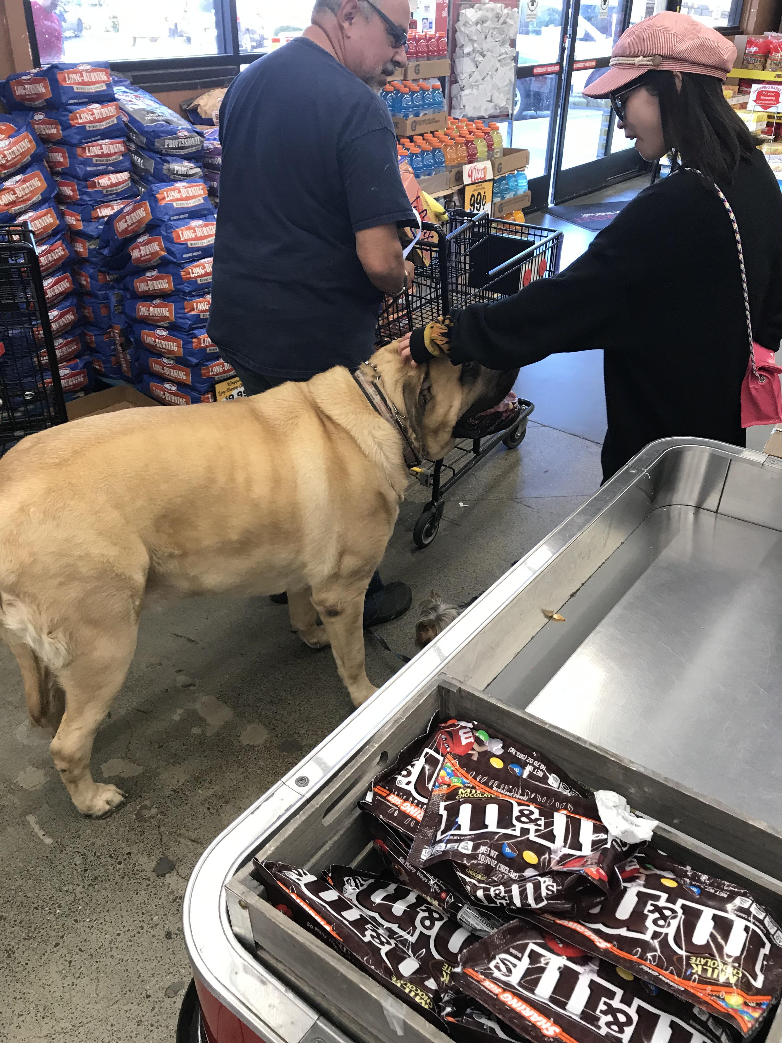 People like dogs. At the grocery store, this big ol boy turned just 2