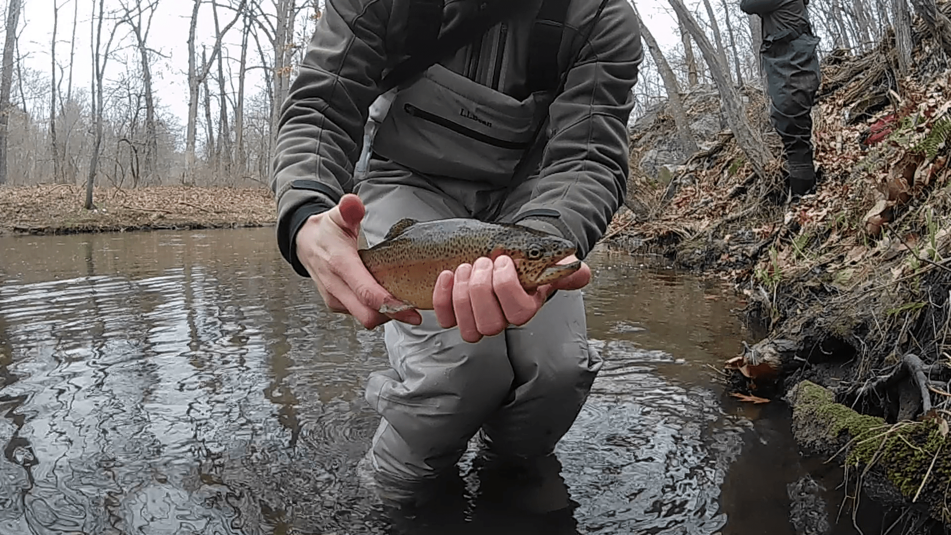 Unusually brown colored rainbow trout, caught (and released) in
