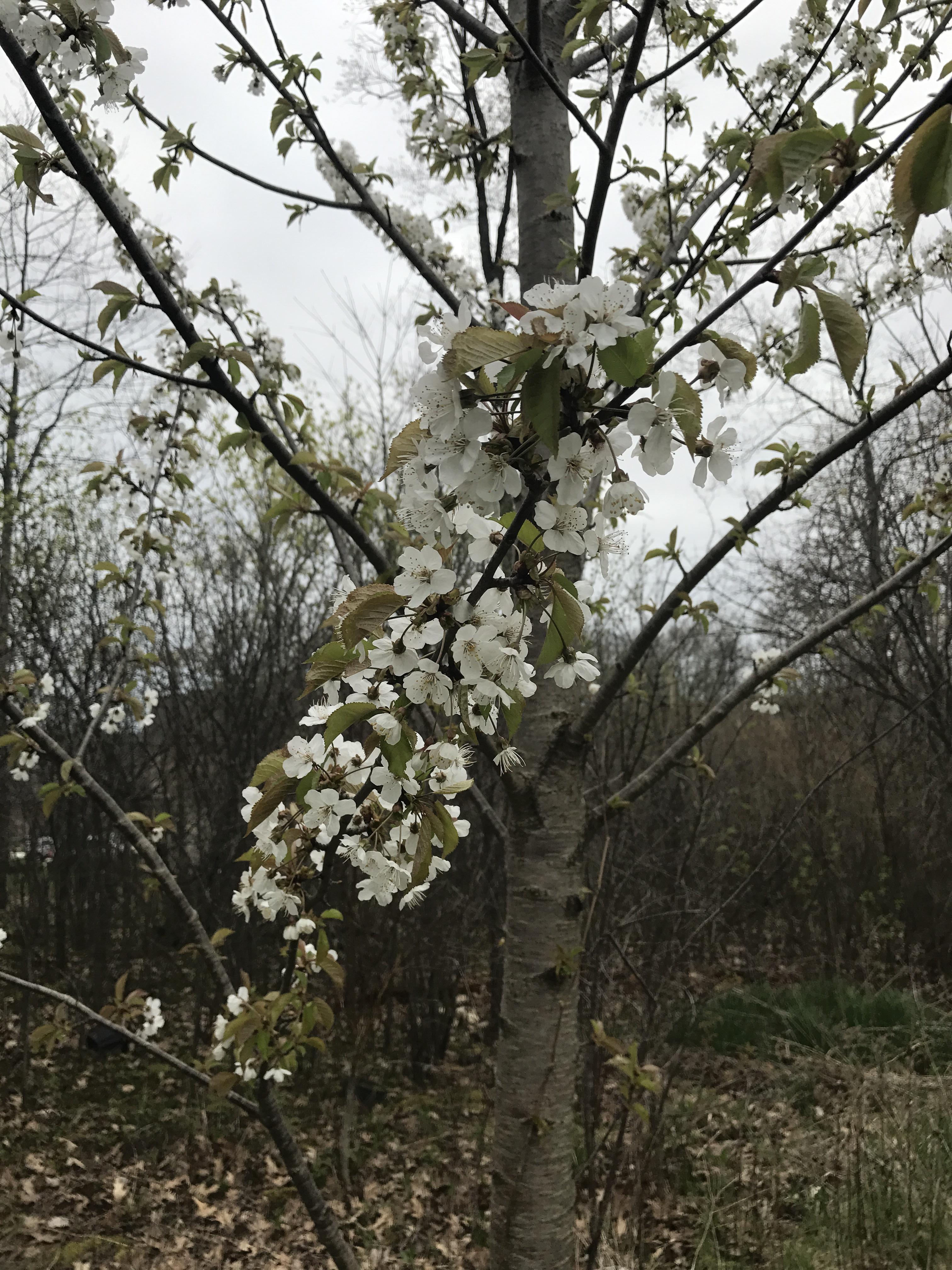 Counter Ahri Flowering Fruit Trees Ontario Fruit Trees Blooming At