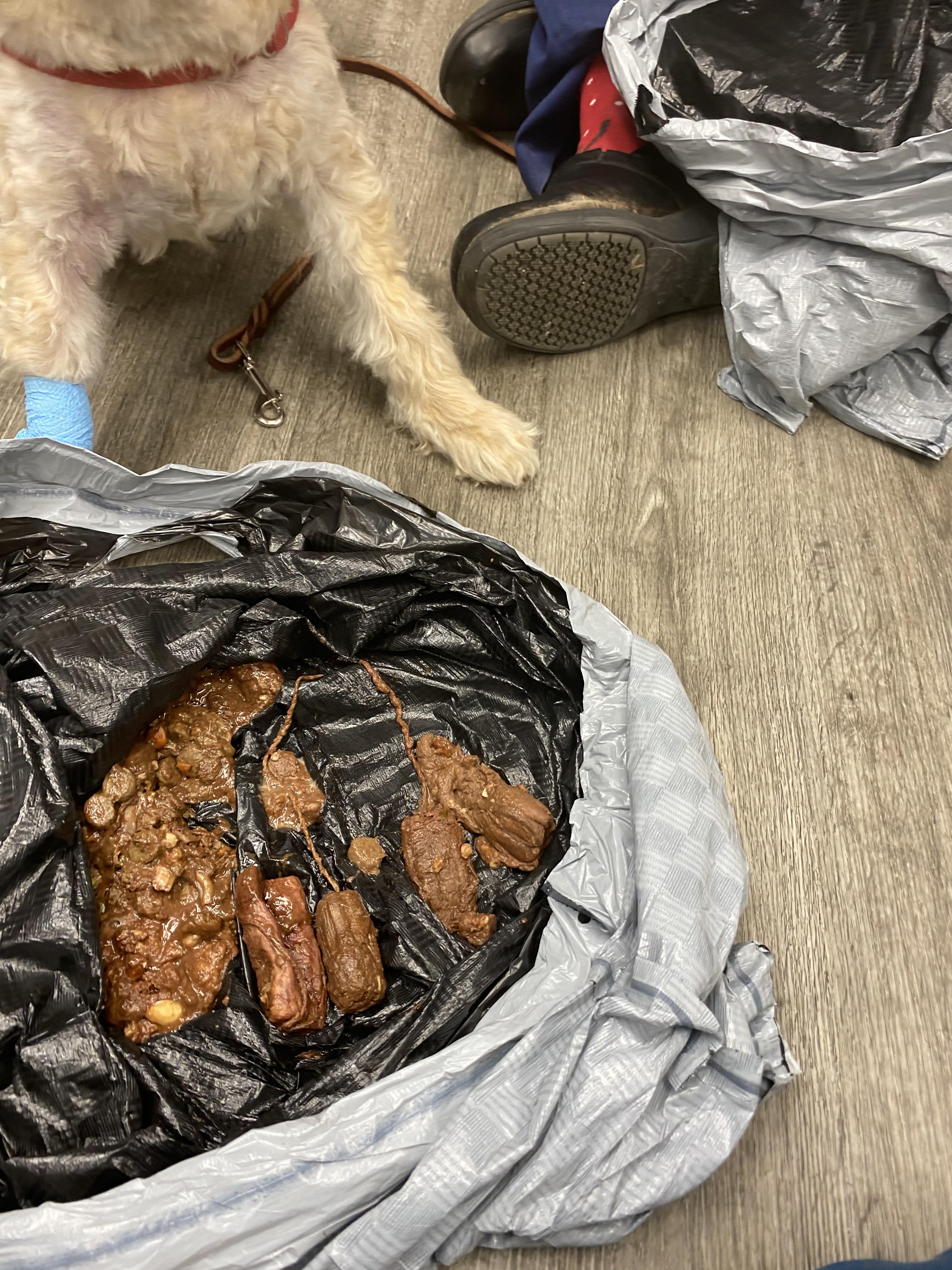 Merry Christmas to us! This dog came in for chocolate ingestion and