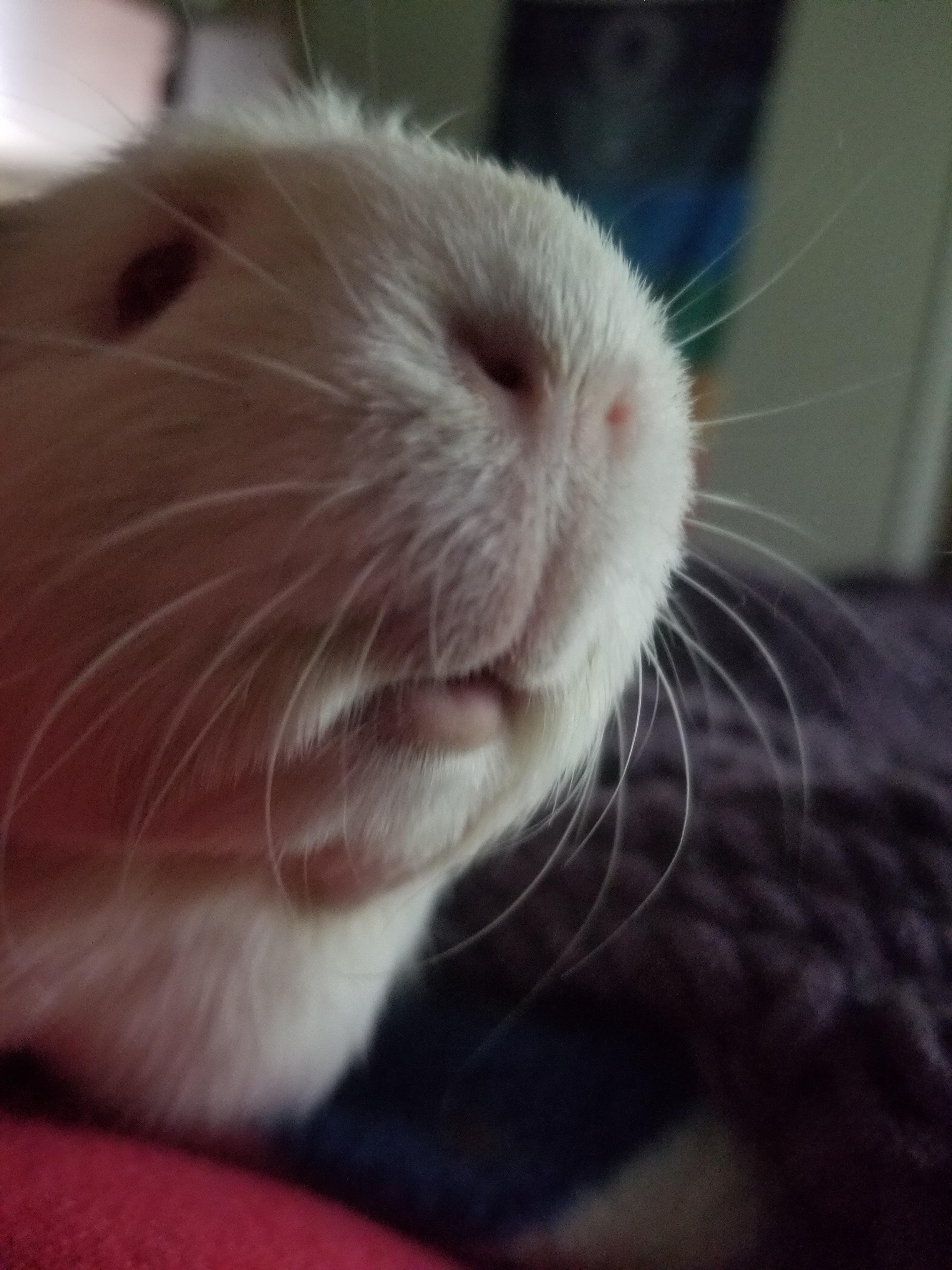 Toots r/guineapigs