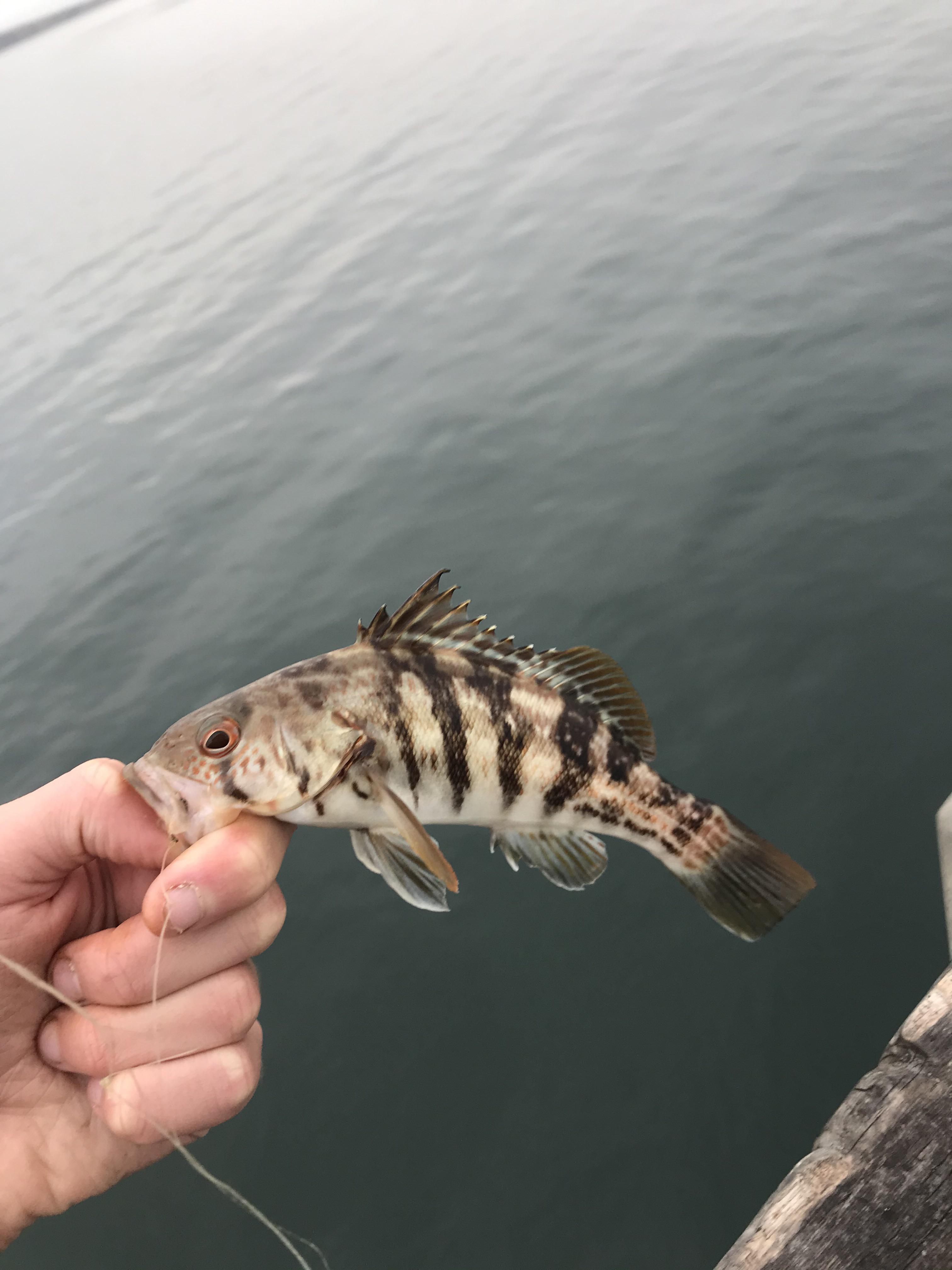 Rare Calico/Barred Sand Bass hybrid r/Fishing