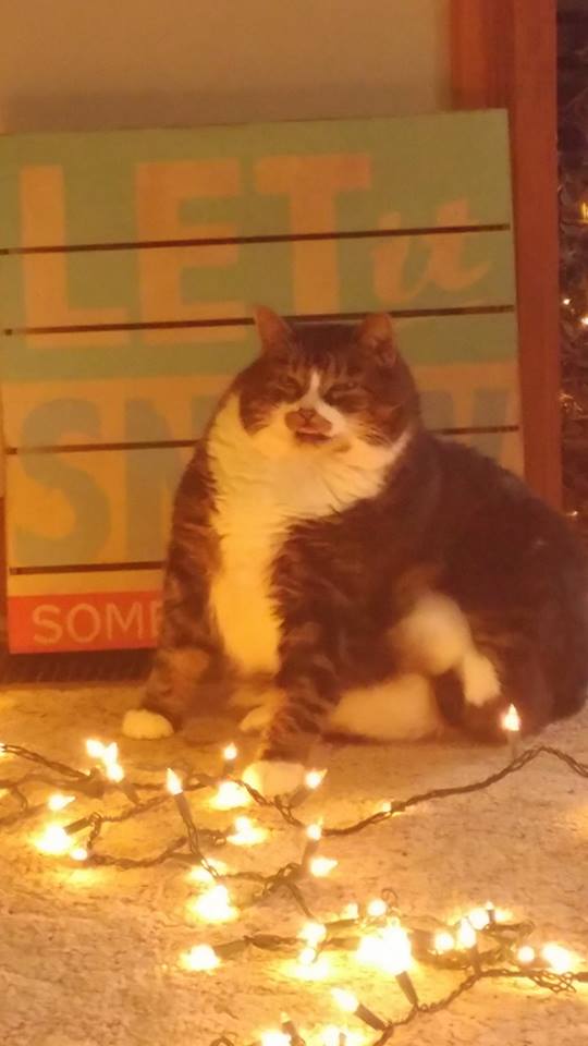 Caught my cat mid sneeze after eating our Christmas Tree r/aww