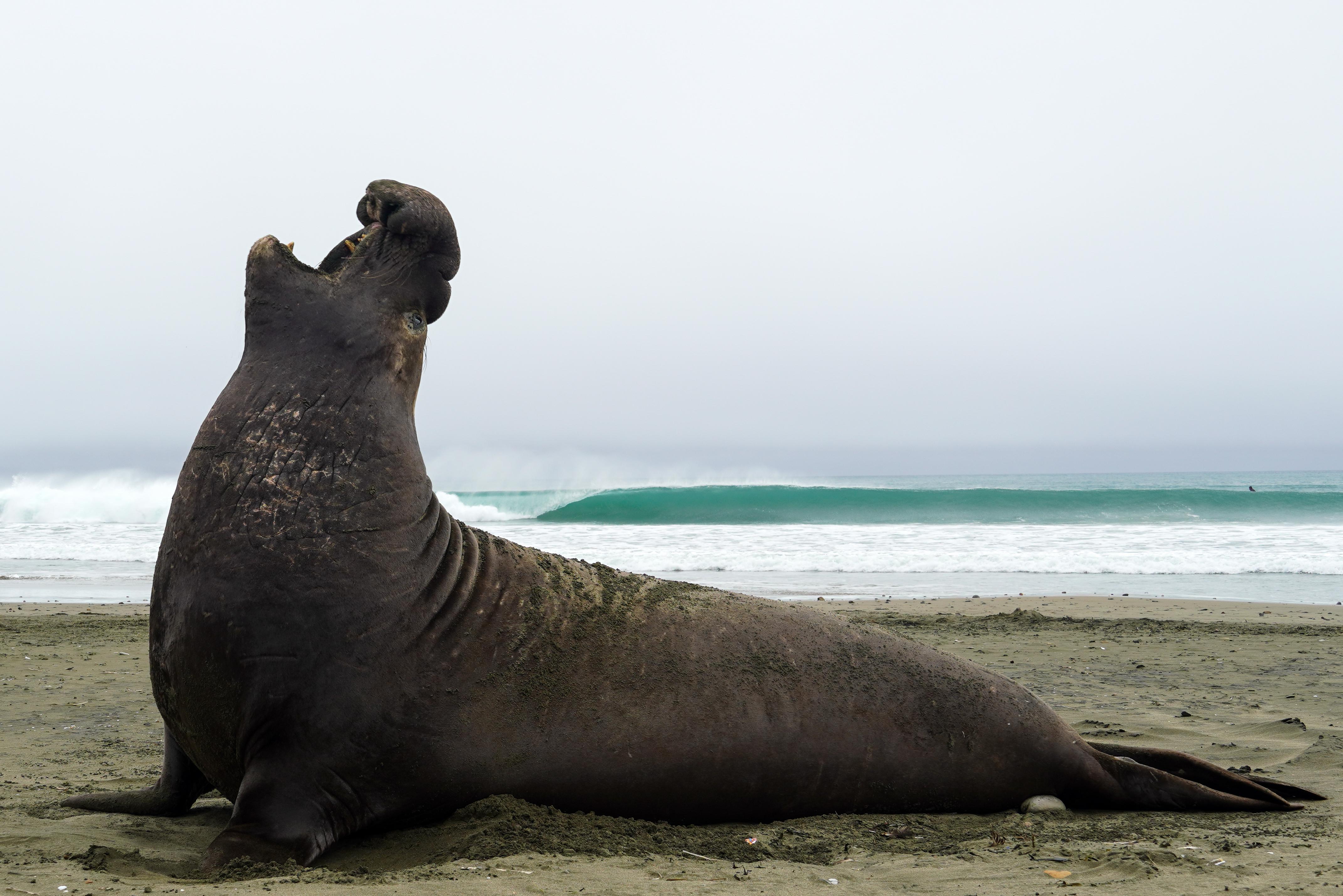 🔥 A 3000lbs male Northern Elephant Seal 'trumpeting' to attract a mate