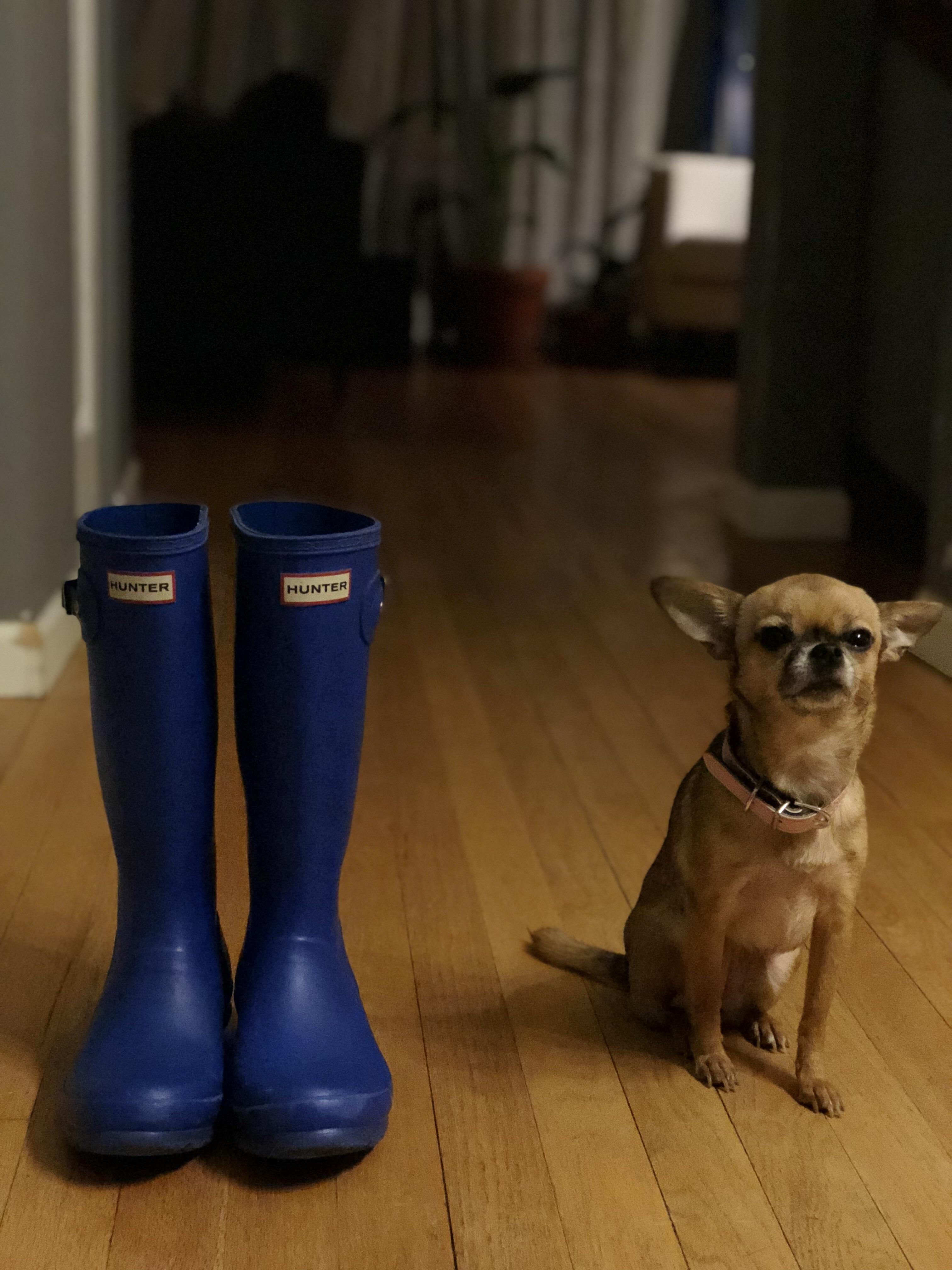 Bought these hunter boots for 10 from the local goodwill! Doggie to