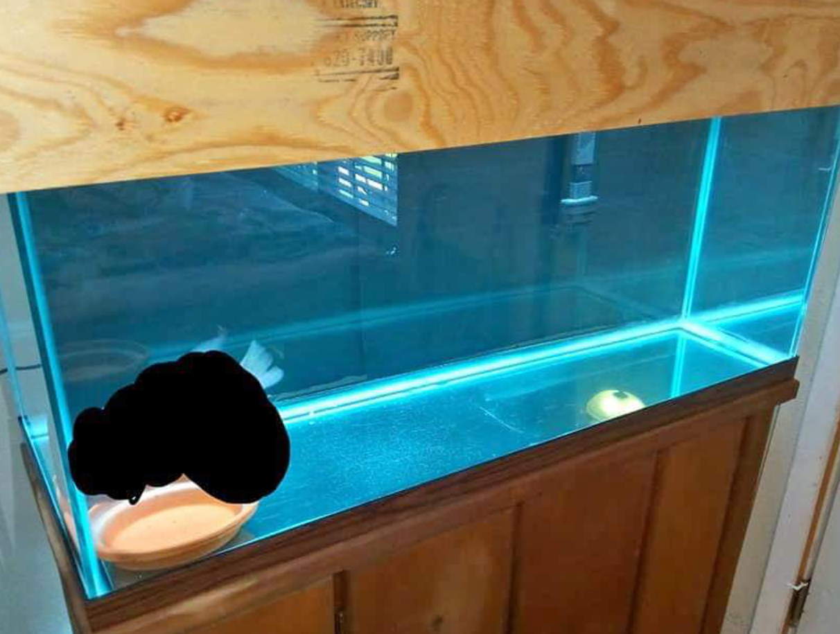 Getting started with a 75g community tankpossoble stocking in comments