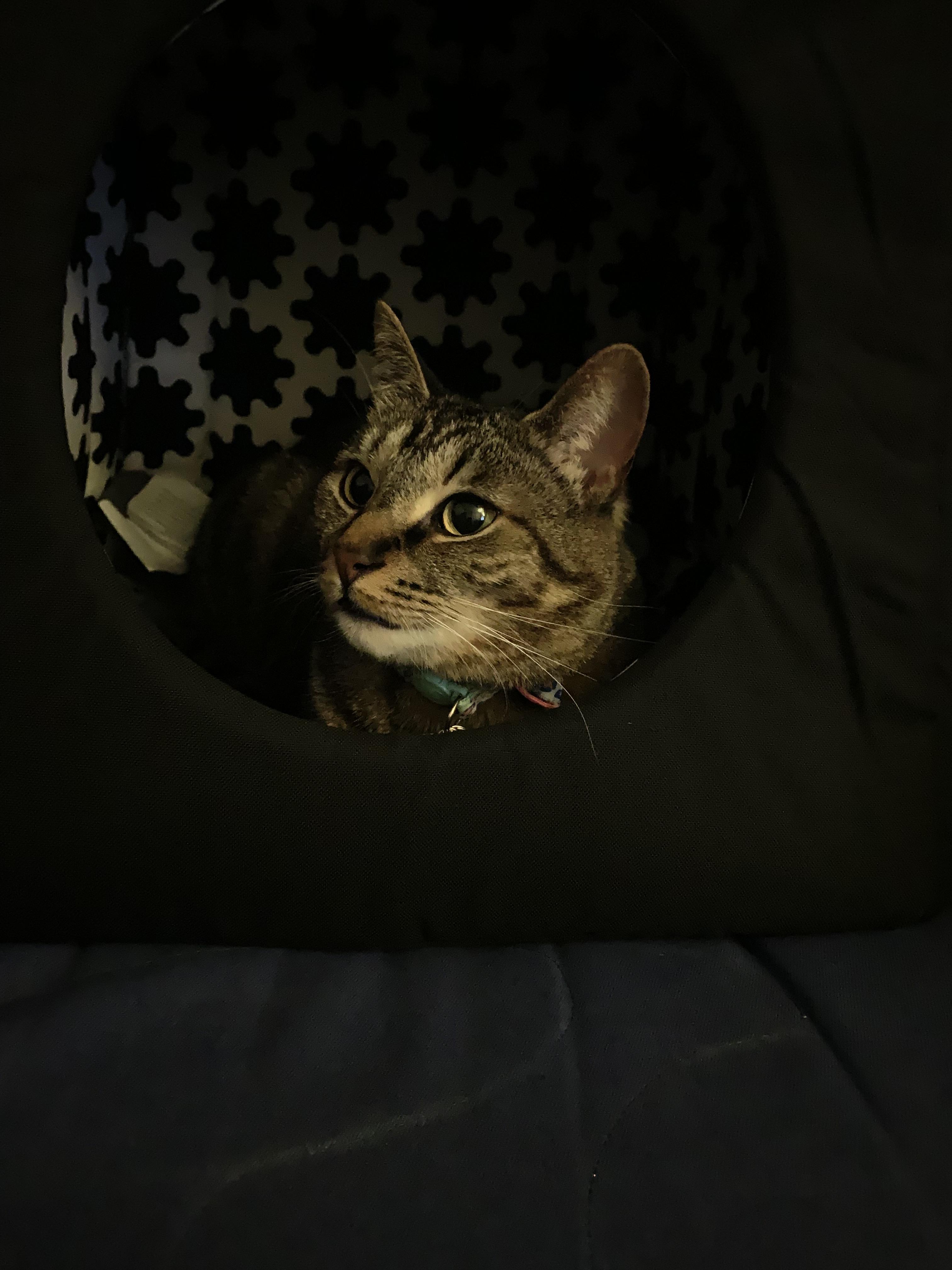 The light of my life! r/cats