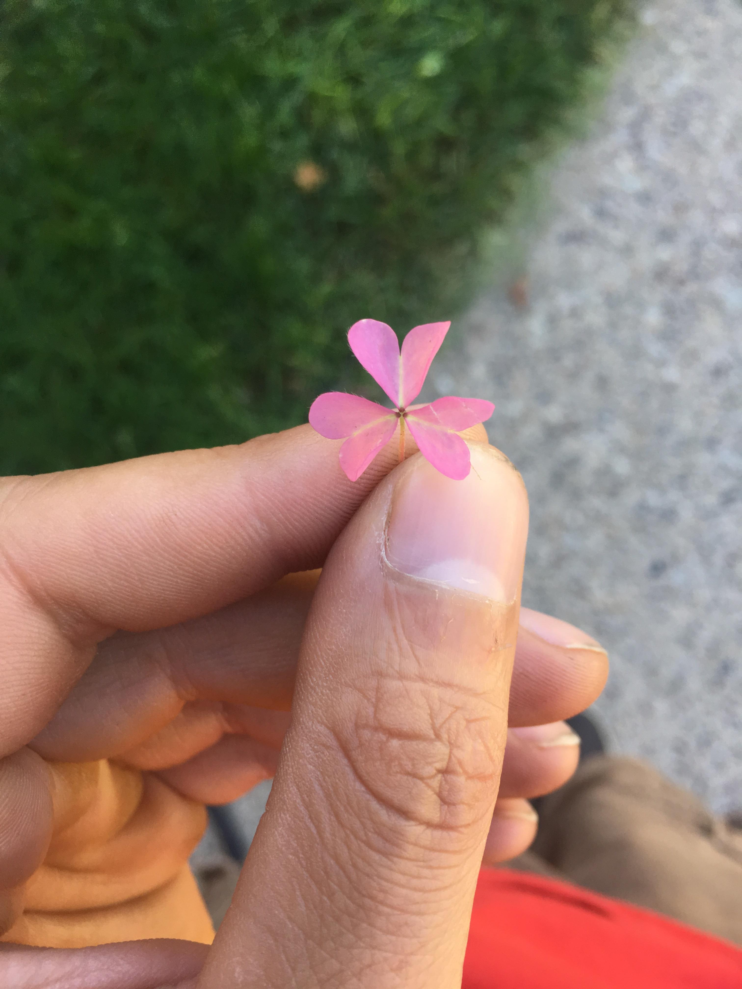 Found this pink clover today r/landscaping