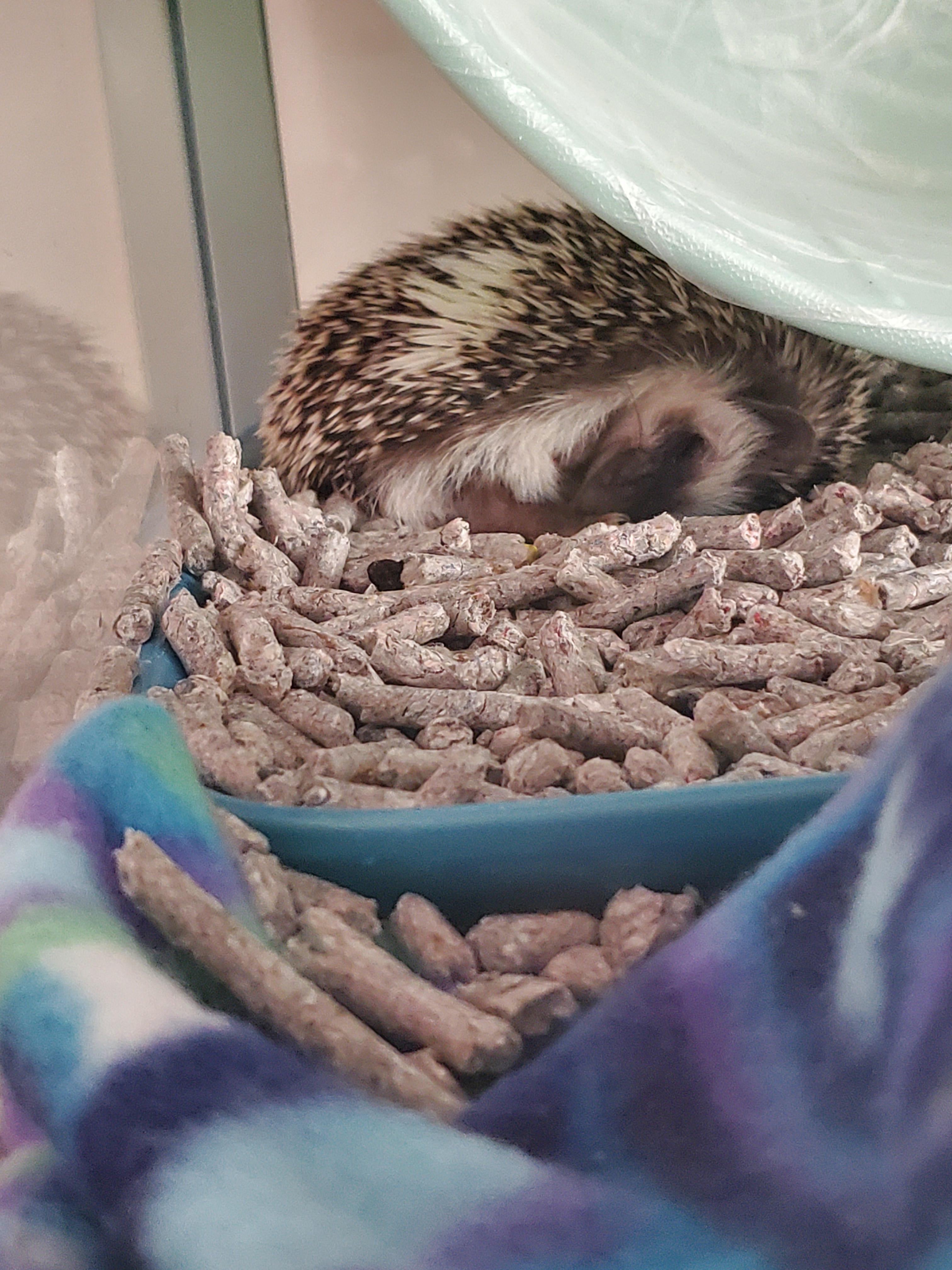 Snickerdoodle (7 weeks old) decided to nap under her wheel, in the