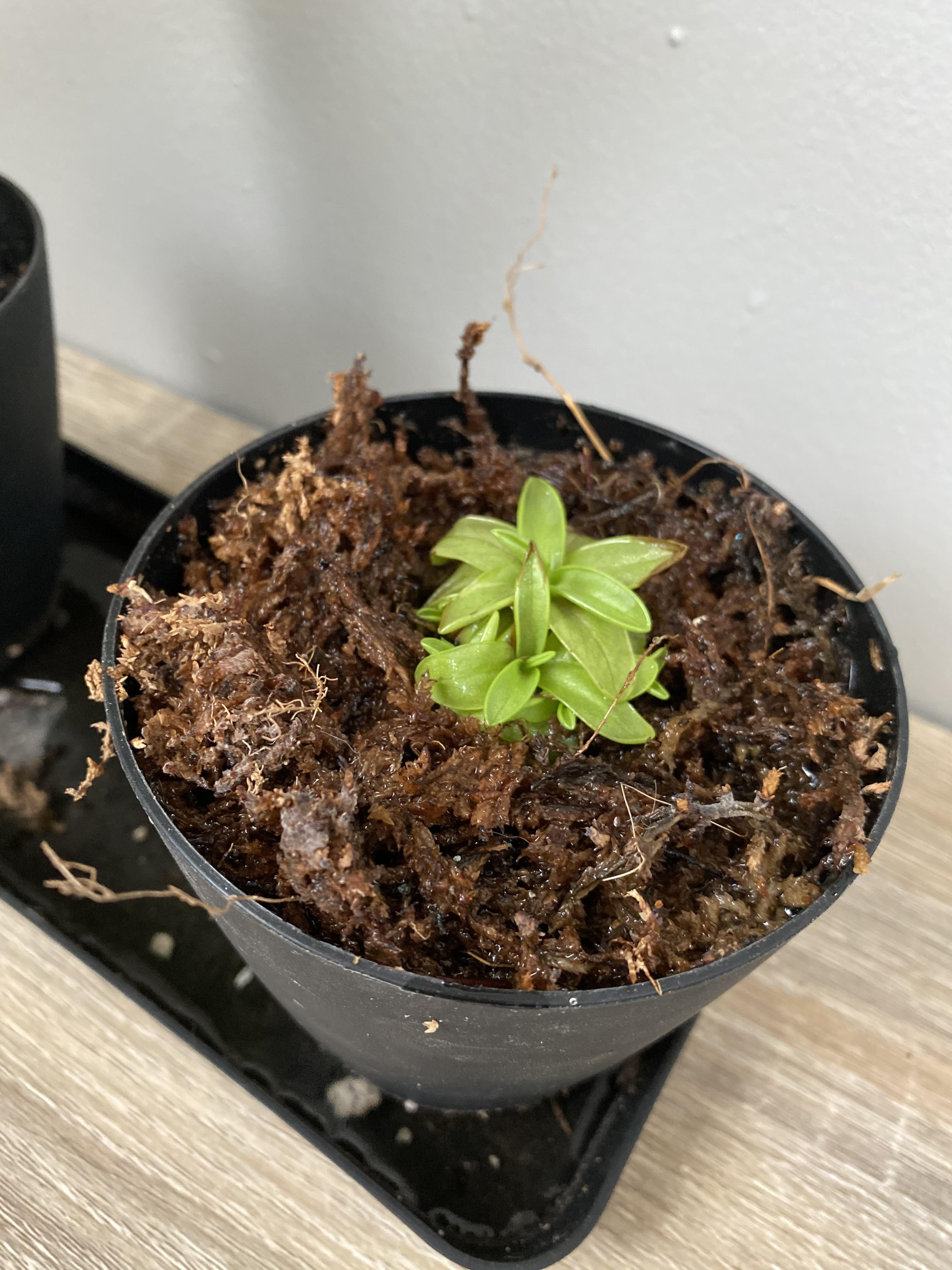 So my bf got me this butterwort plant in January. I thought I was doing