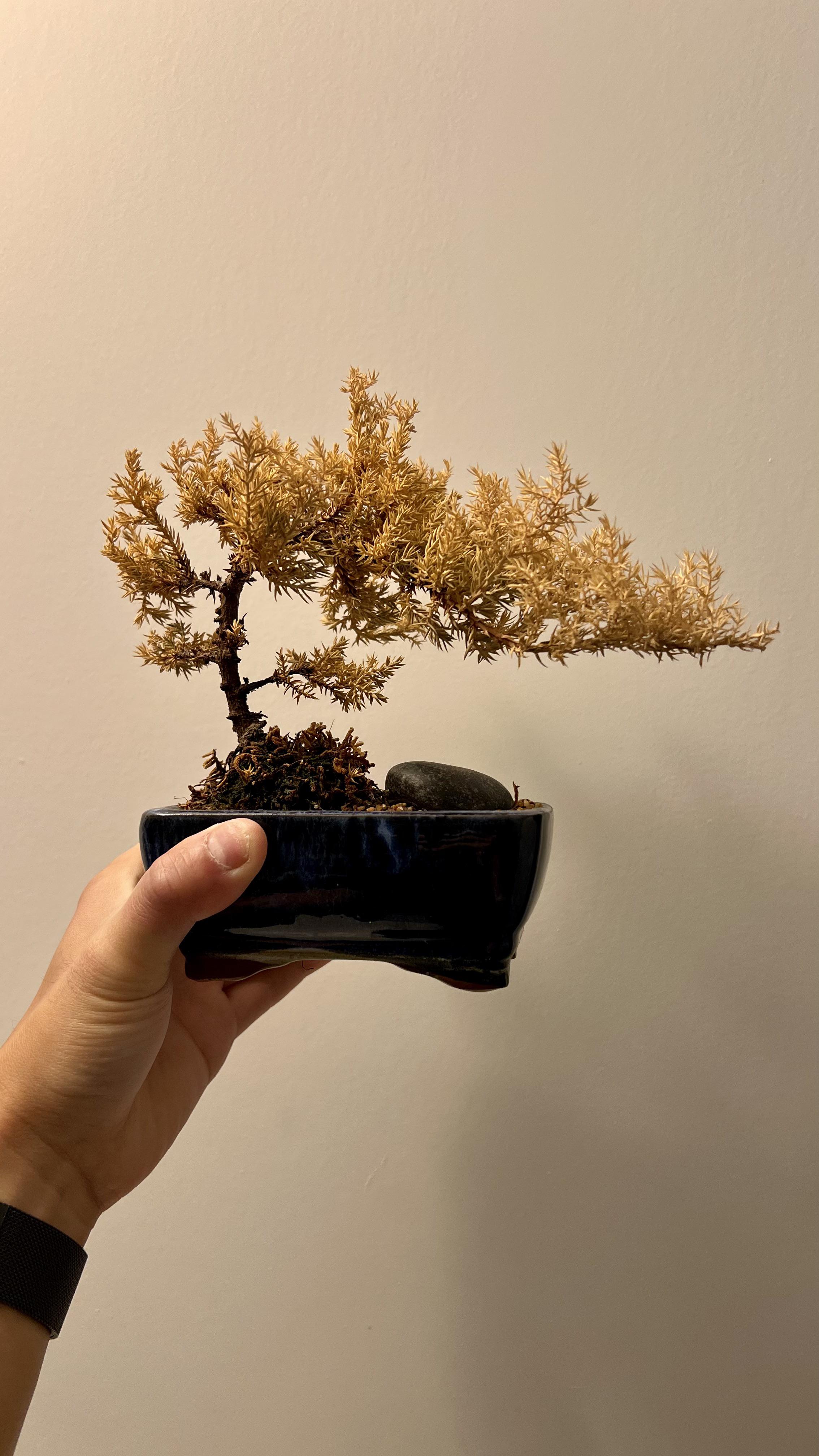 Is my Bonsai dead ? All leaves have turned brown plantclinic