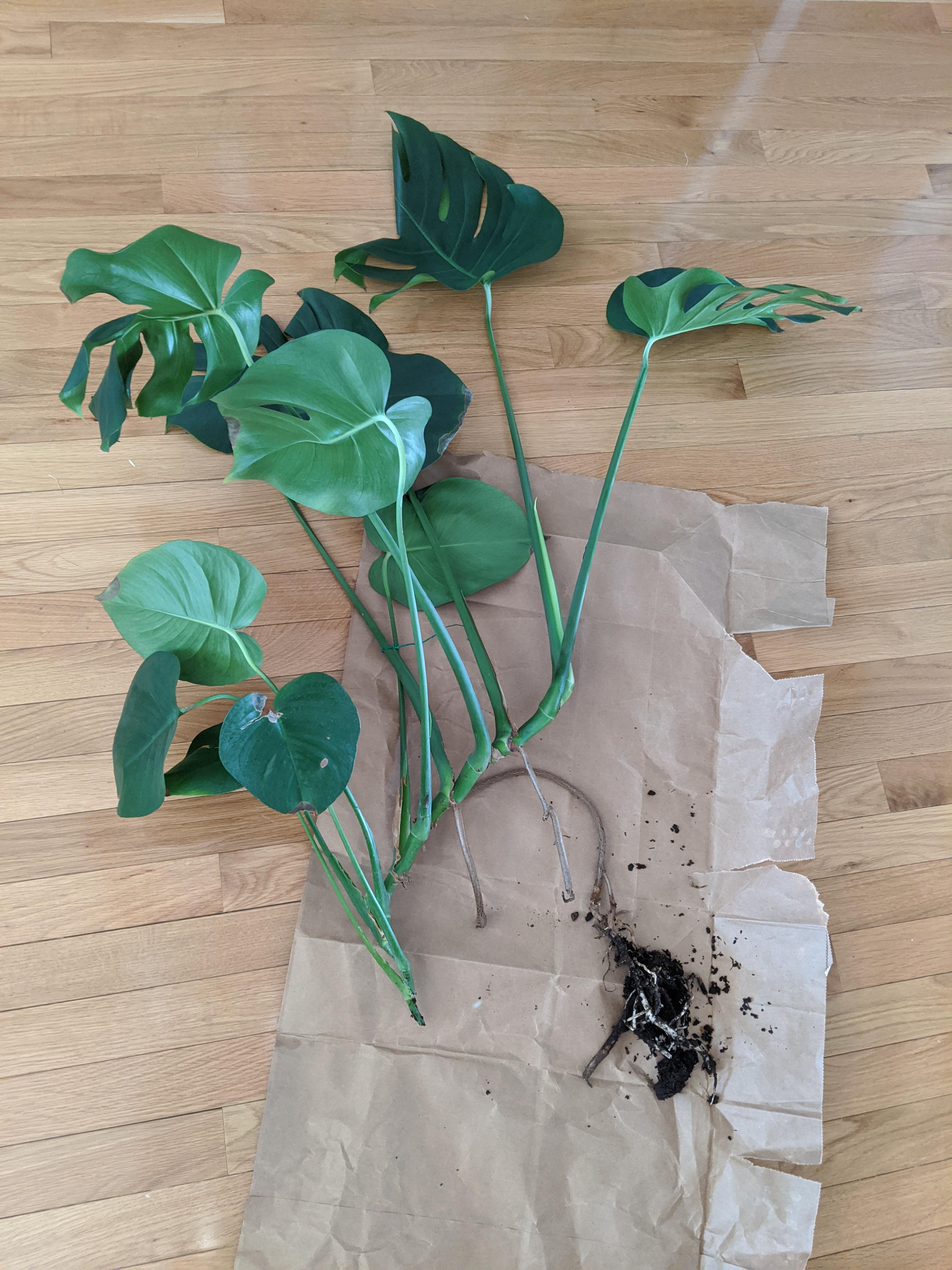 While readjusting it's post, I snapped off Monstera stalk from main