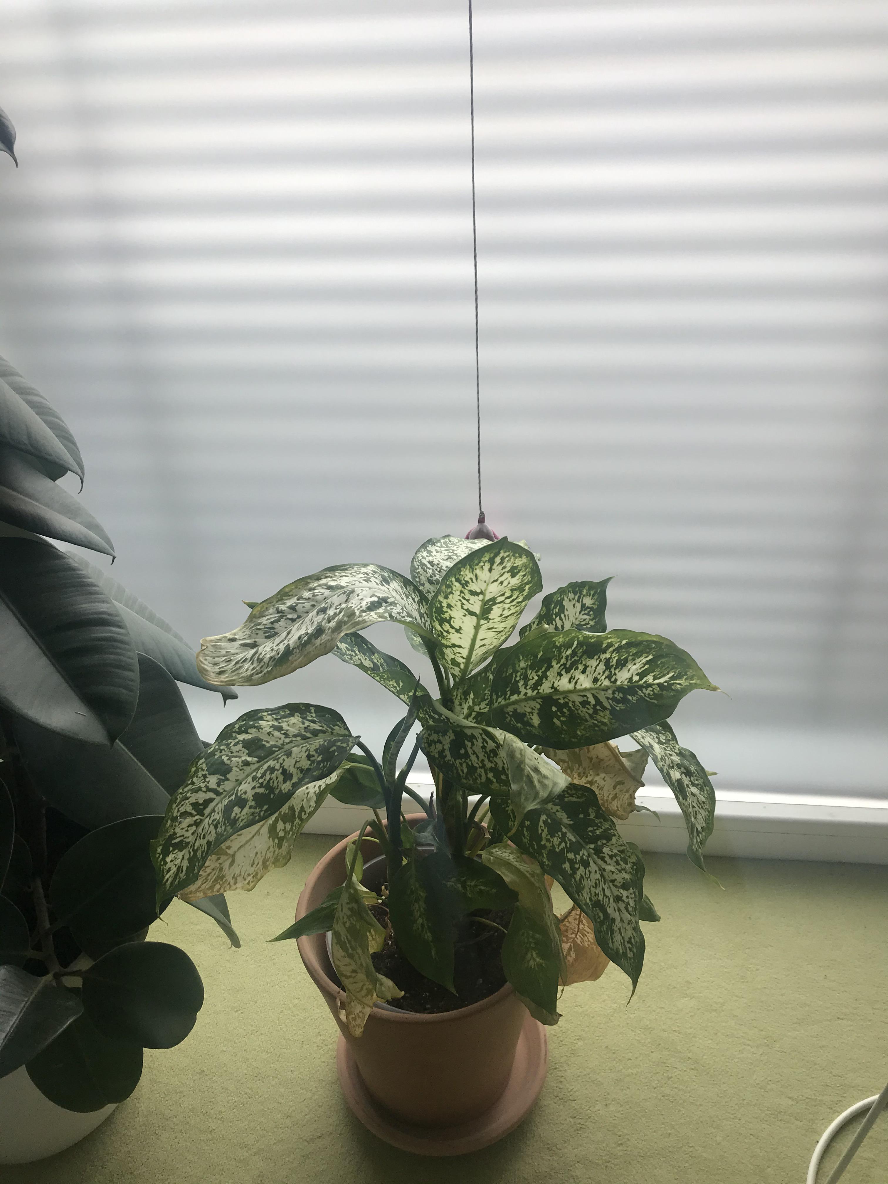 My plant is dying help. Dieffenbachia r/plantclinic