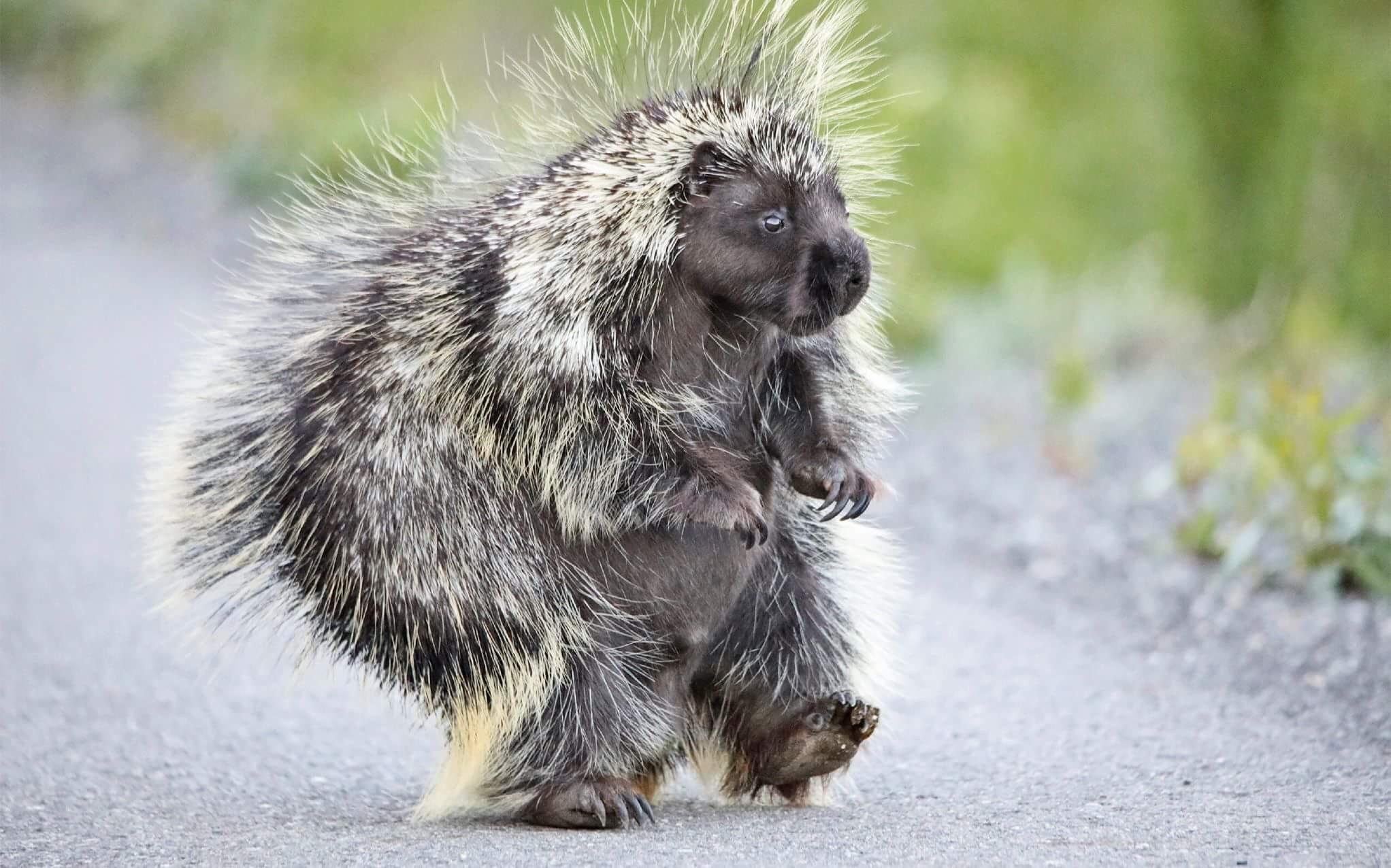 Porcupine walking on its hind legs r/Damnthatsinteresting