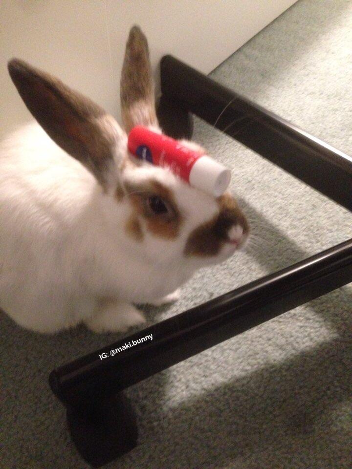 My brother is looking after my rabbit while I'm off at uni, and this is