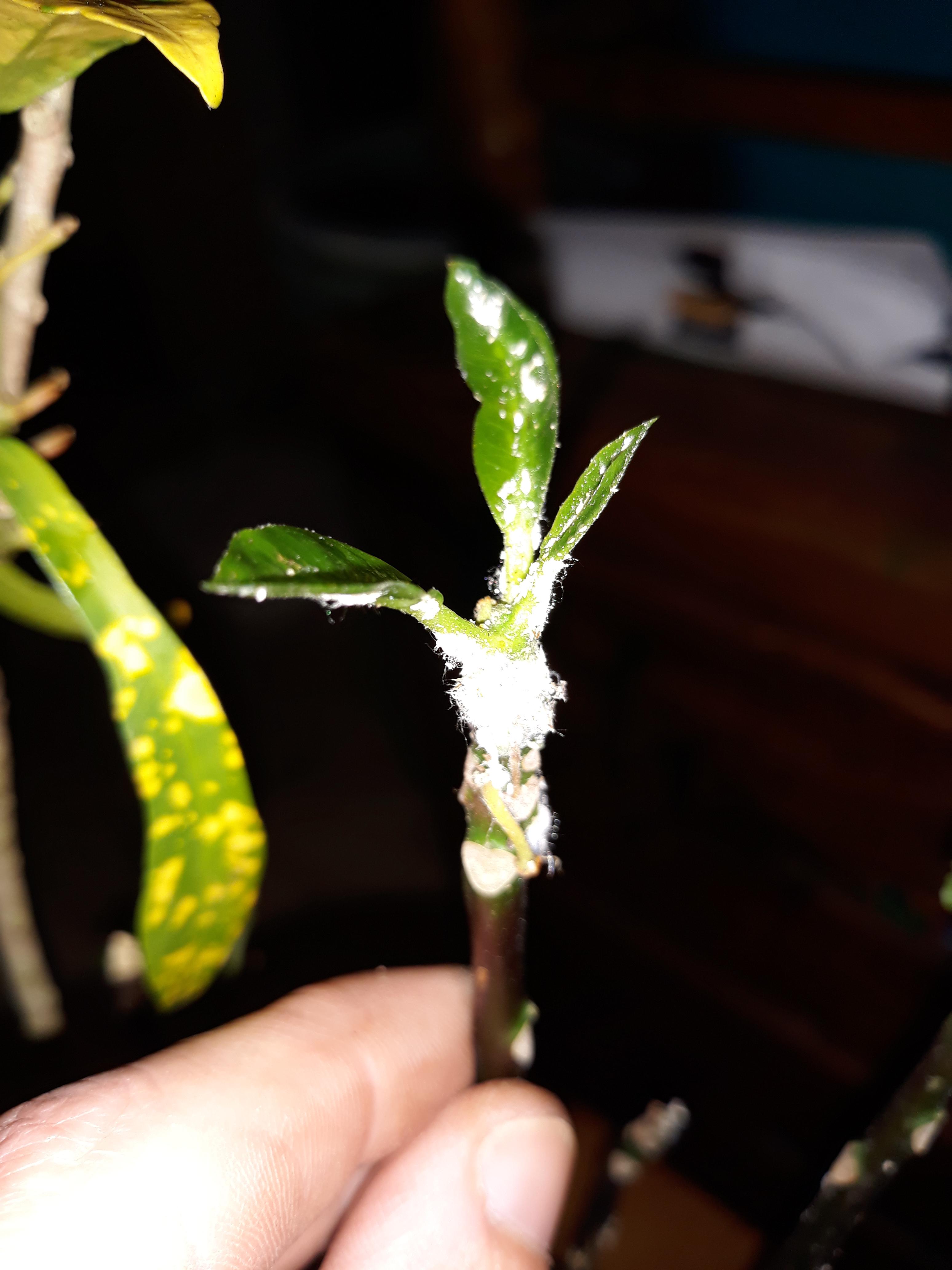 White fuzzy thing on top of croton branch . Mold? Insects? Please help