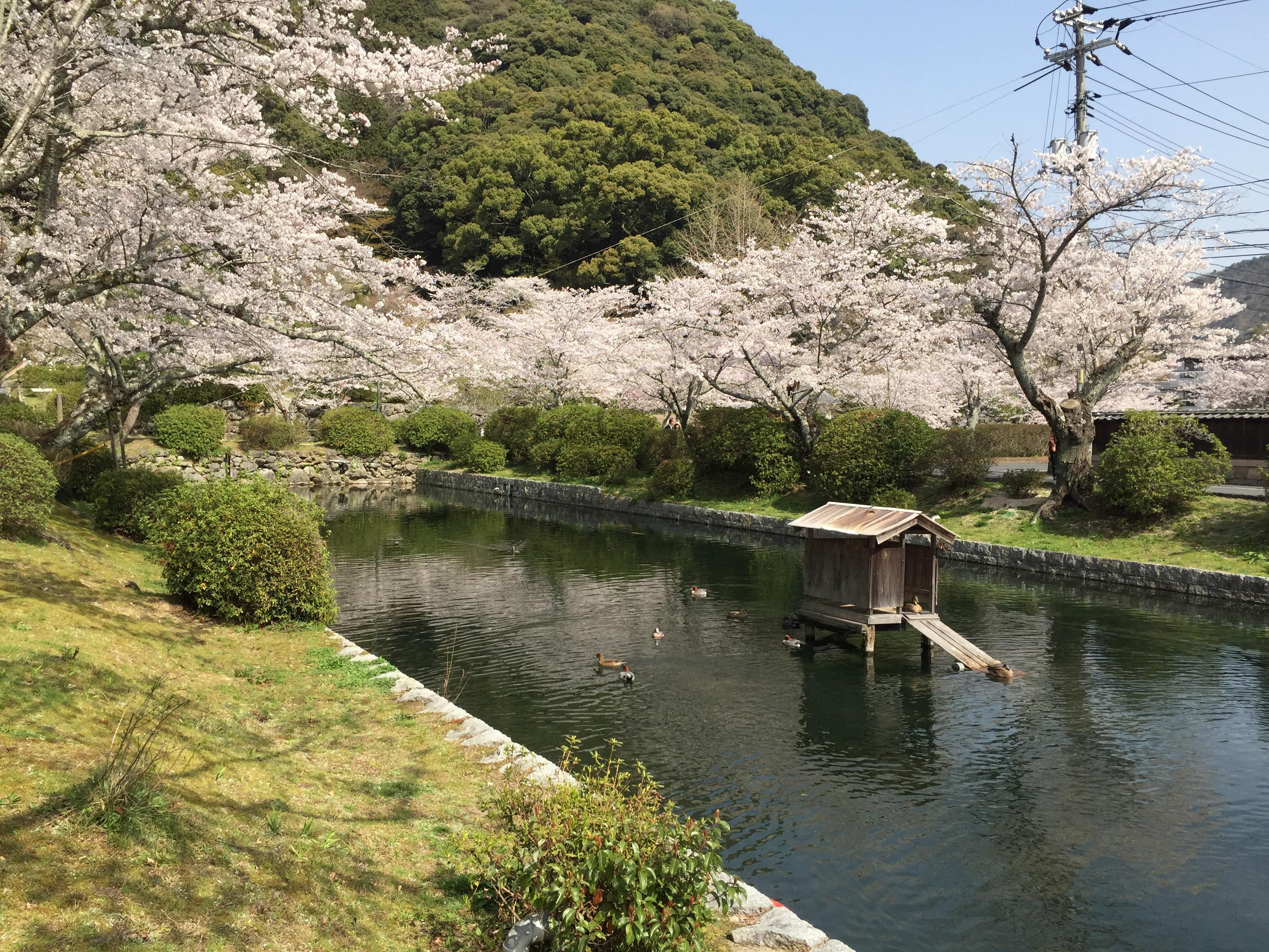 Iwakuni, Japan. Cherry blossoms ringing a little duck house in a pond