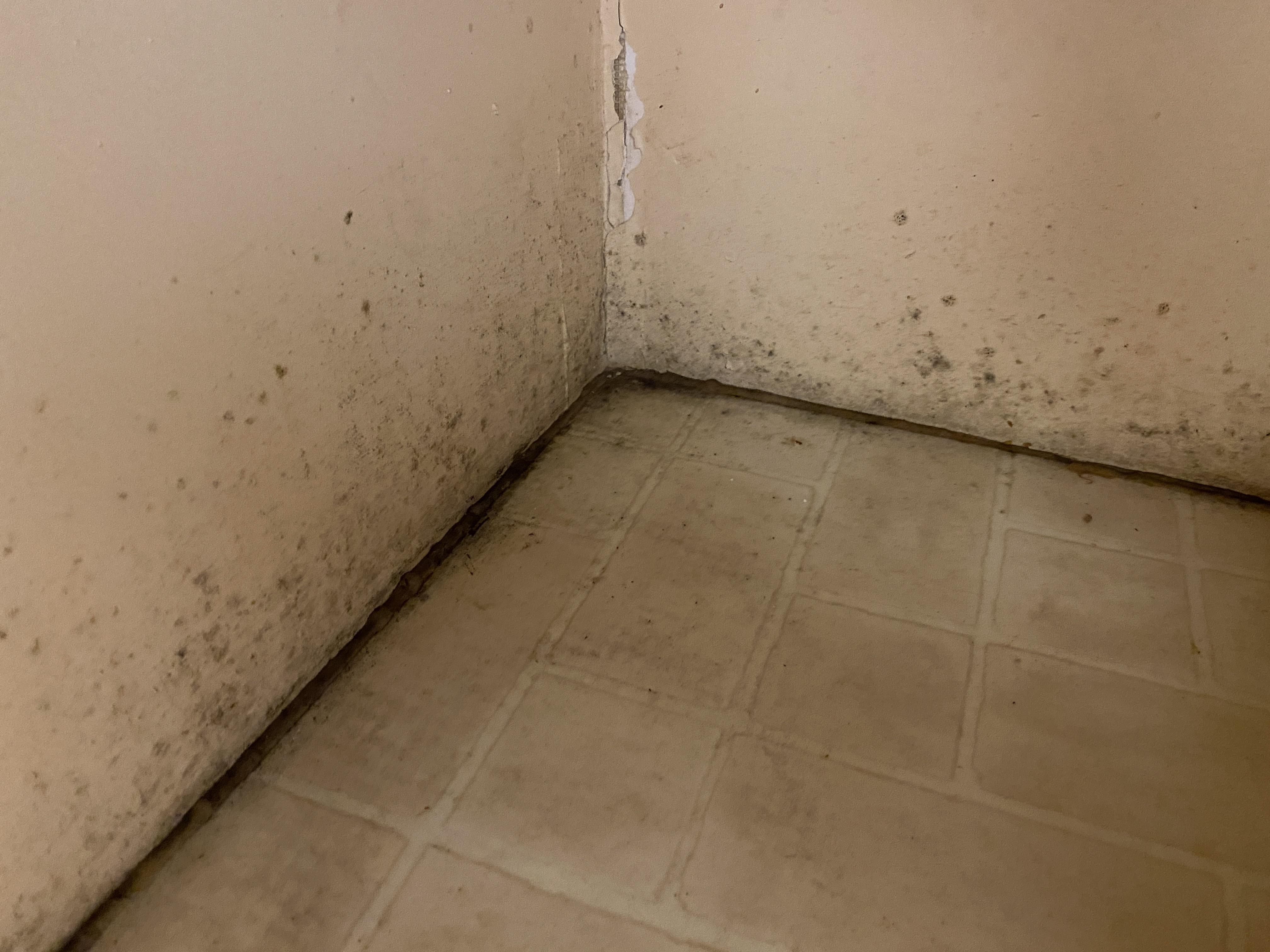 Is this black mould under my sink? r/CleaningTips