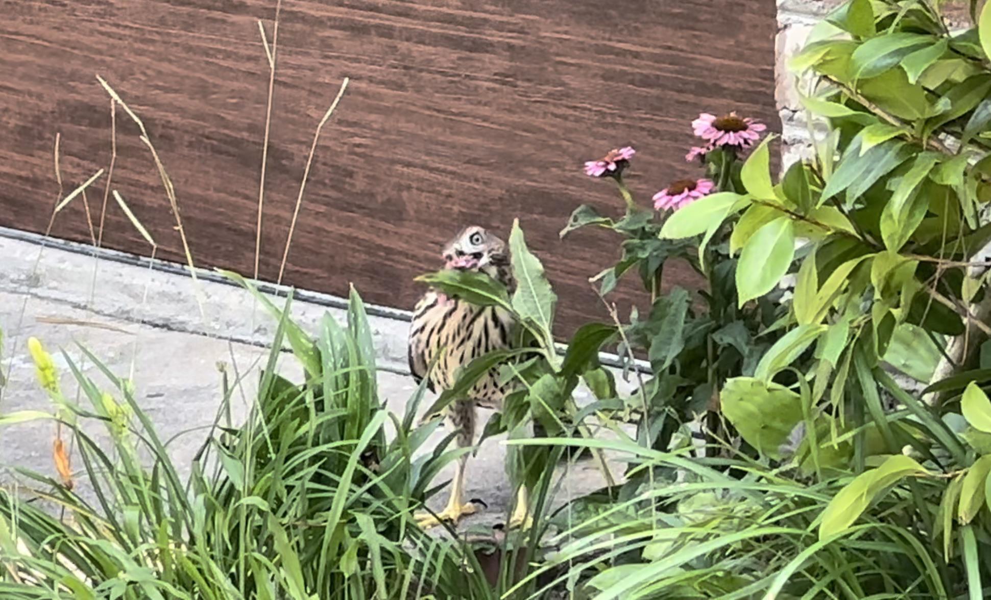 Eating my coneflowers?? (Link to video in comments) r/birdsofprey