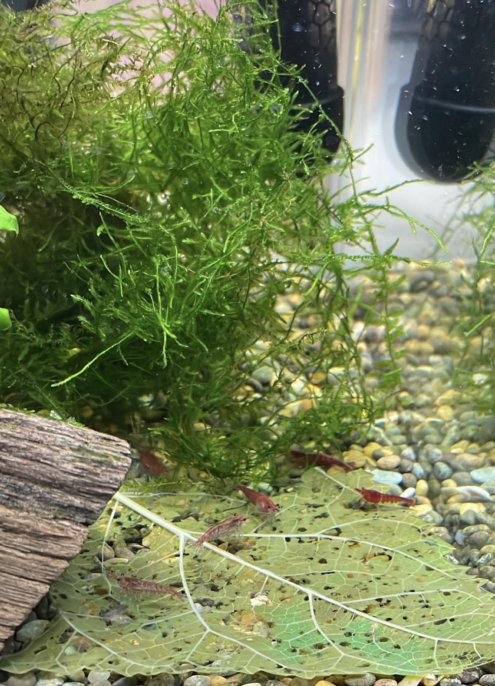 How often do I need to vacuum my substrate in my 10L shrimp tank