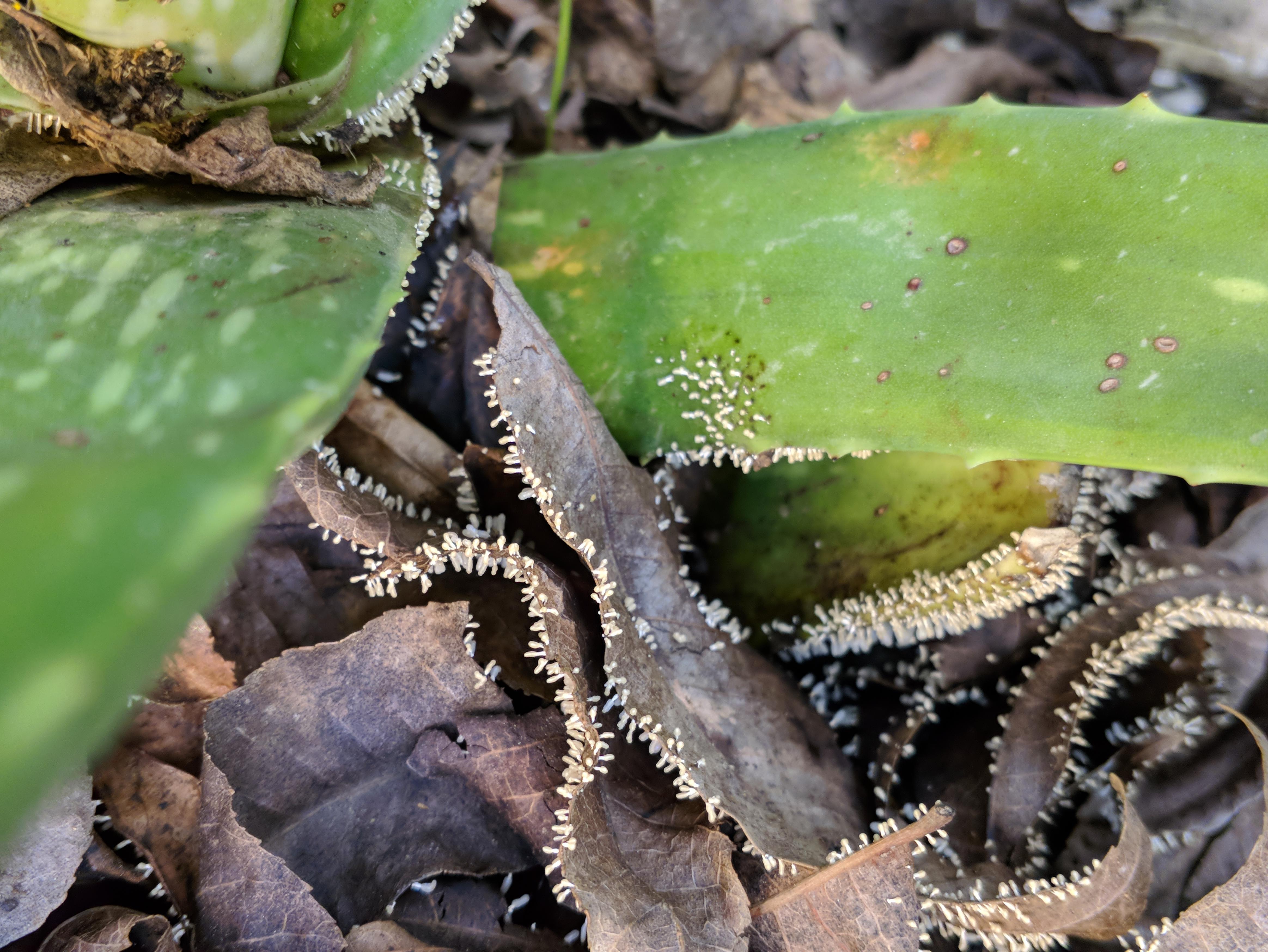 Some fungus or mold? Tons of tiny mushrooms growing on dead leaves & the aloe vera plant next to