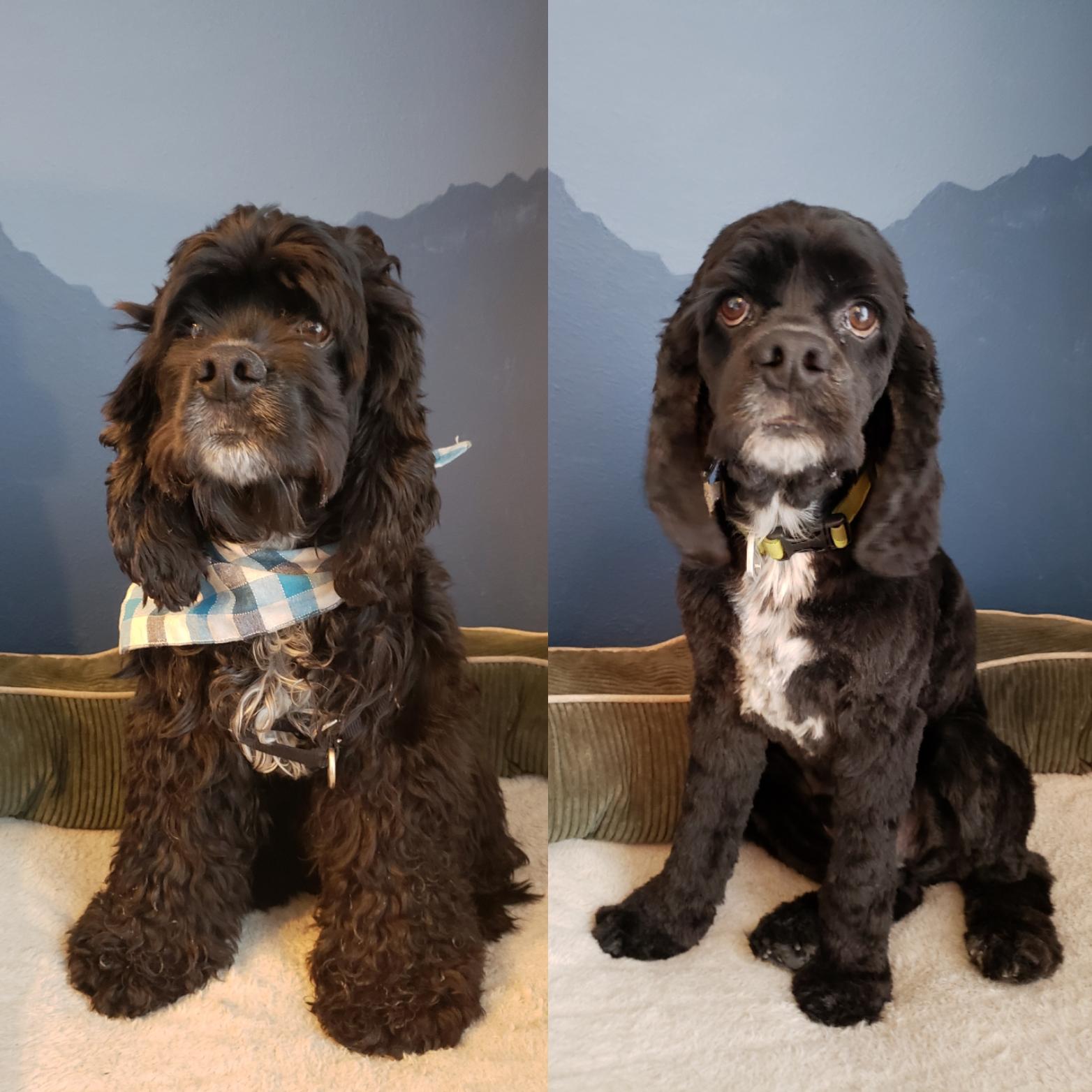 Cocker Spaniel Haircut Pictures which haircut suits my face