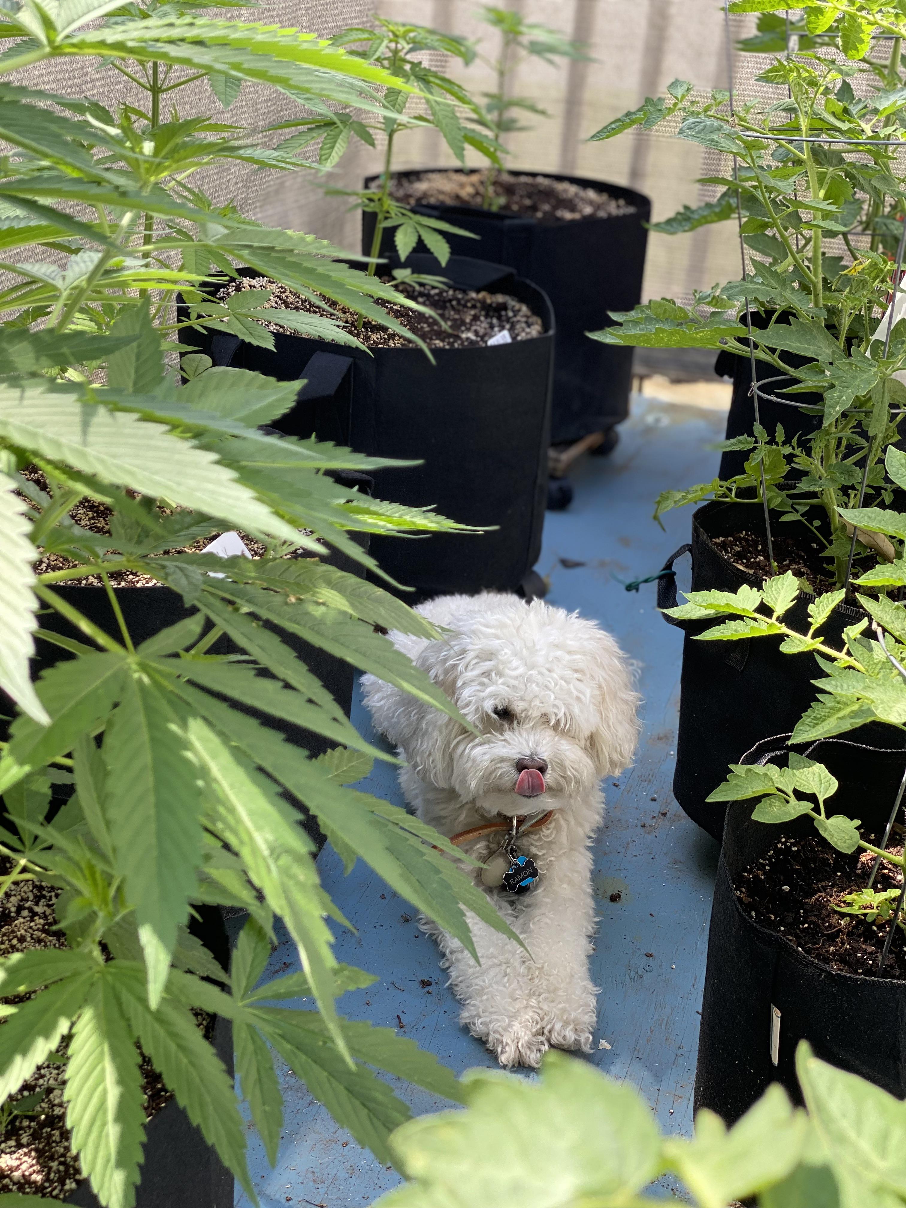 Little black specks on my plants after all the rain, what is it