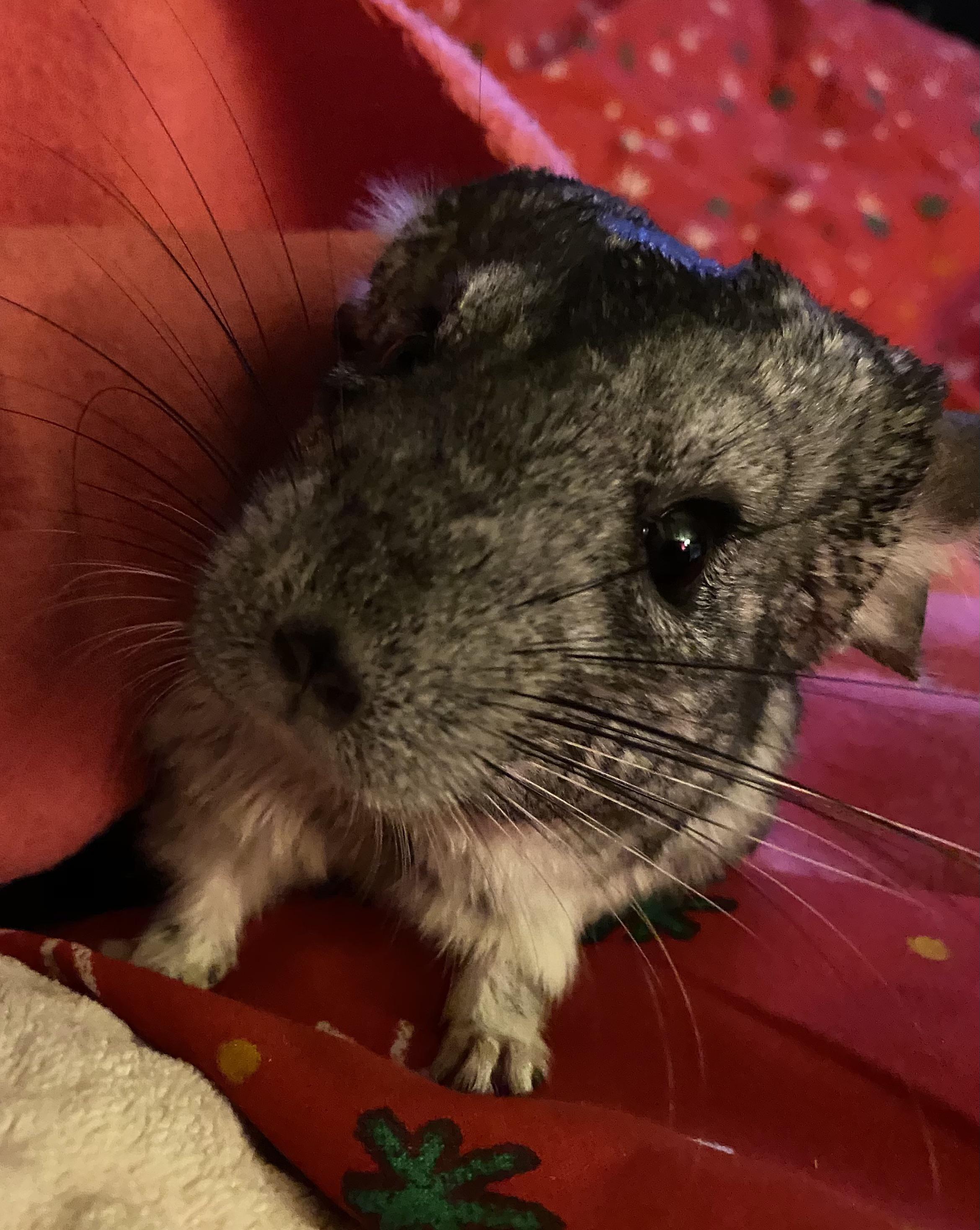 Dracula wants to know if you will give him the last raisin