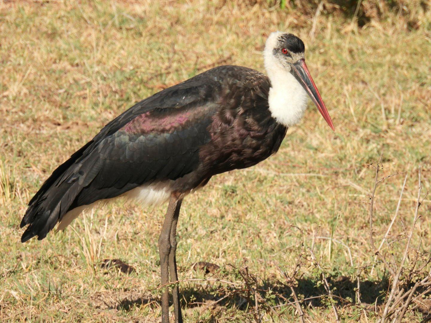 This is one of the most beautiful storks I've seen! WoolleyNecked Stork. Maasai Mara, Kenya r