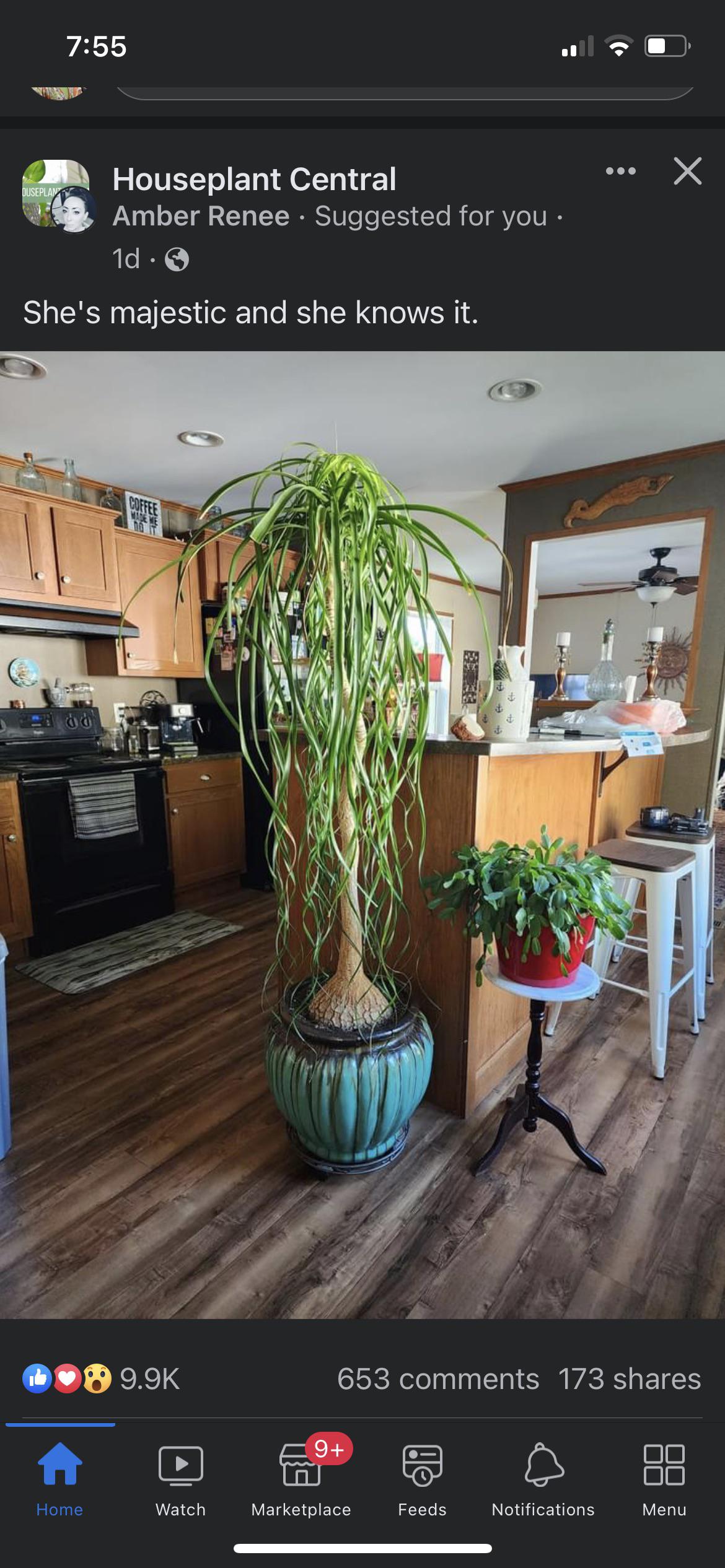 This sparked an idea. Put a spider plant basically on a decorative