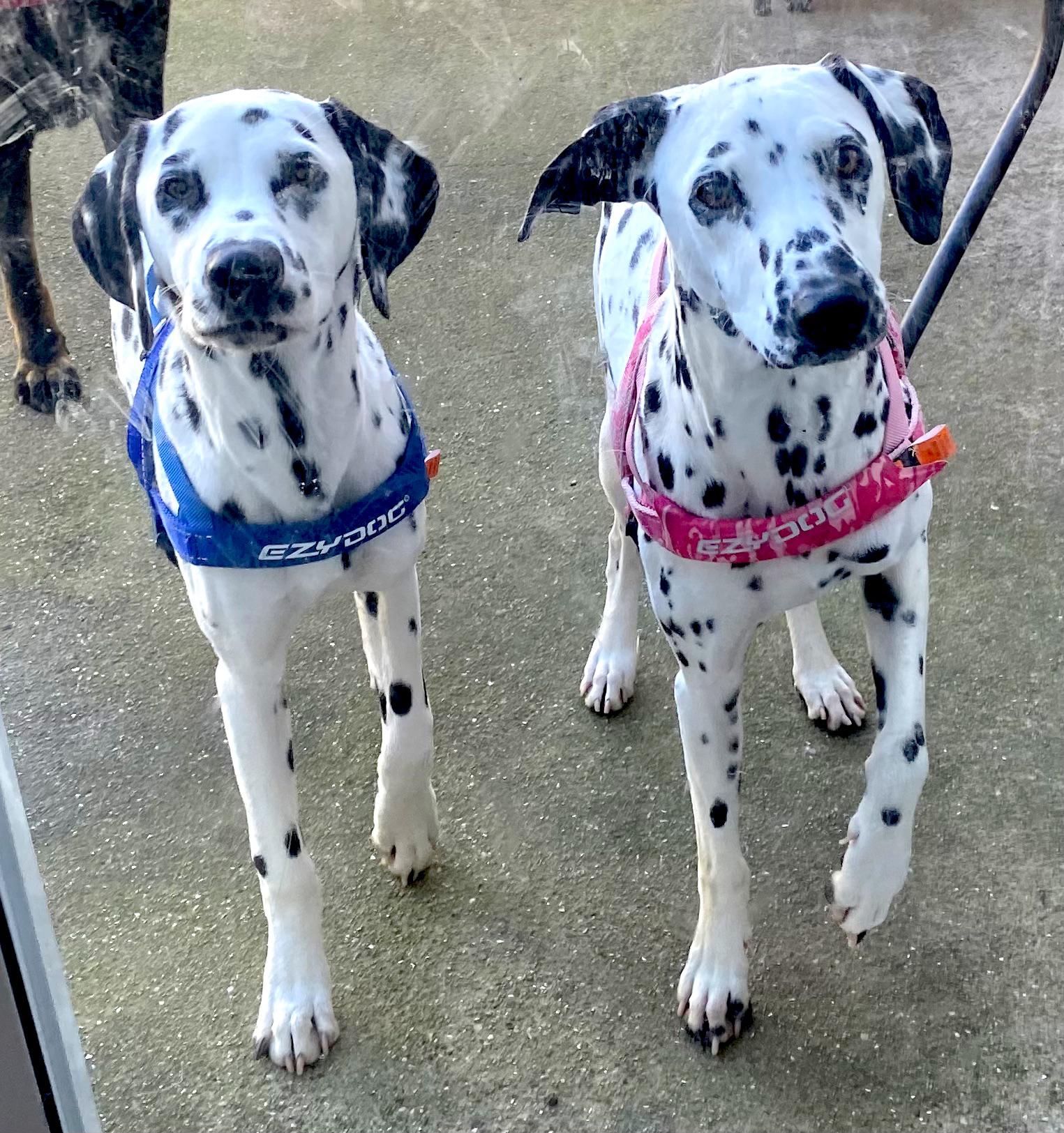 Thought you guys would appreciate this; side by side well bred