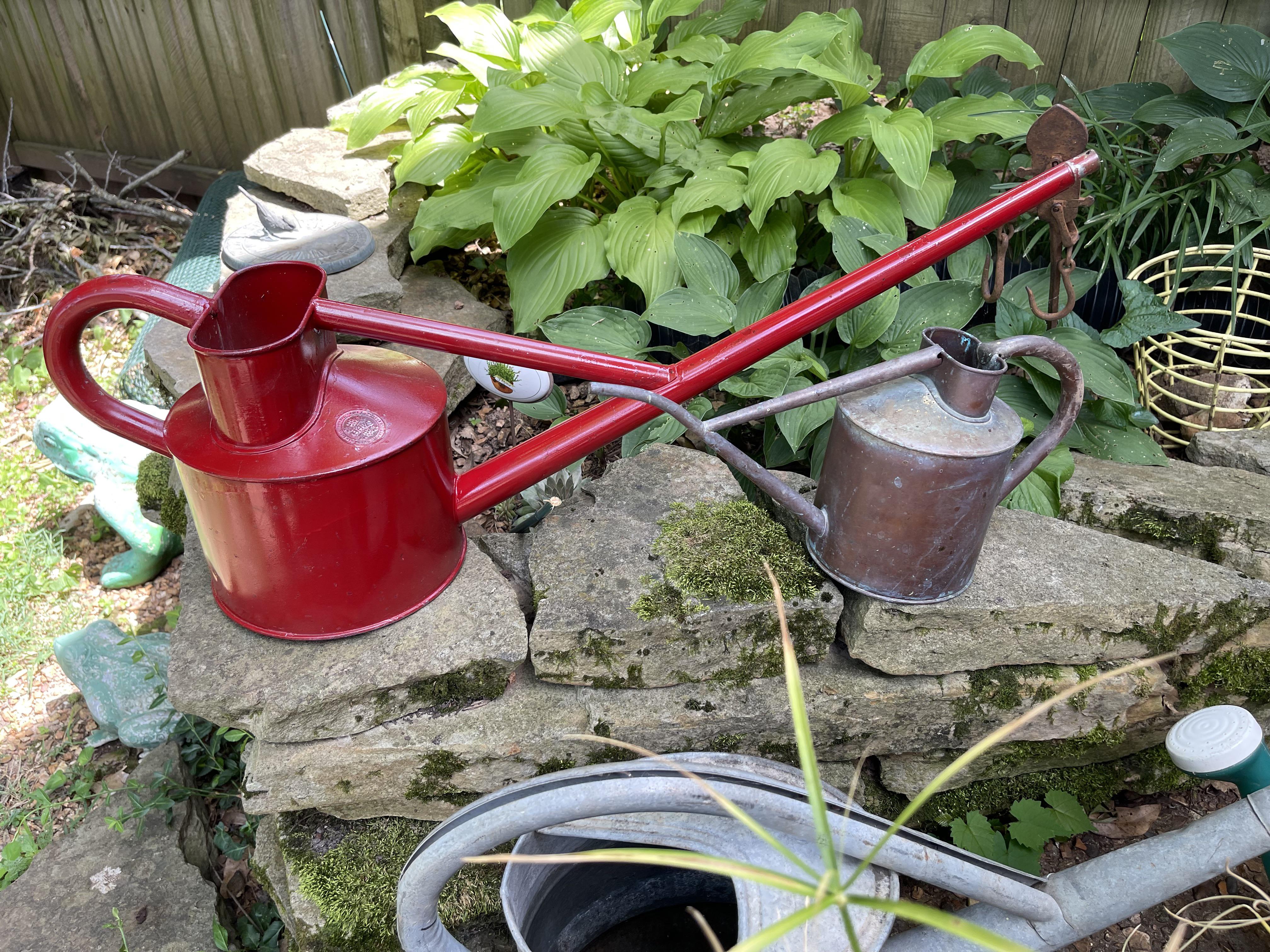 Been trying to propagate my Haws watering can for years it’s finally