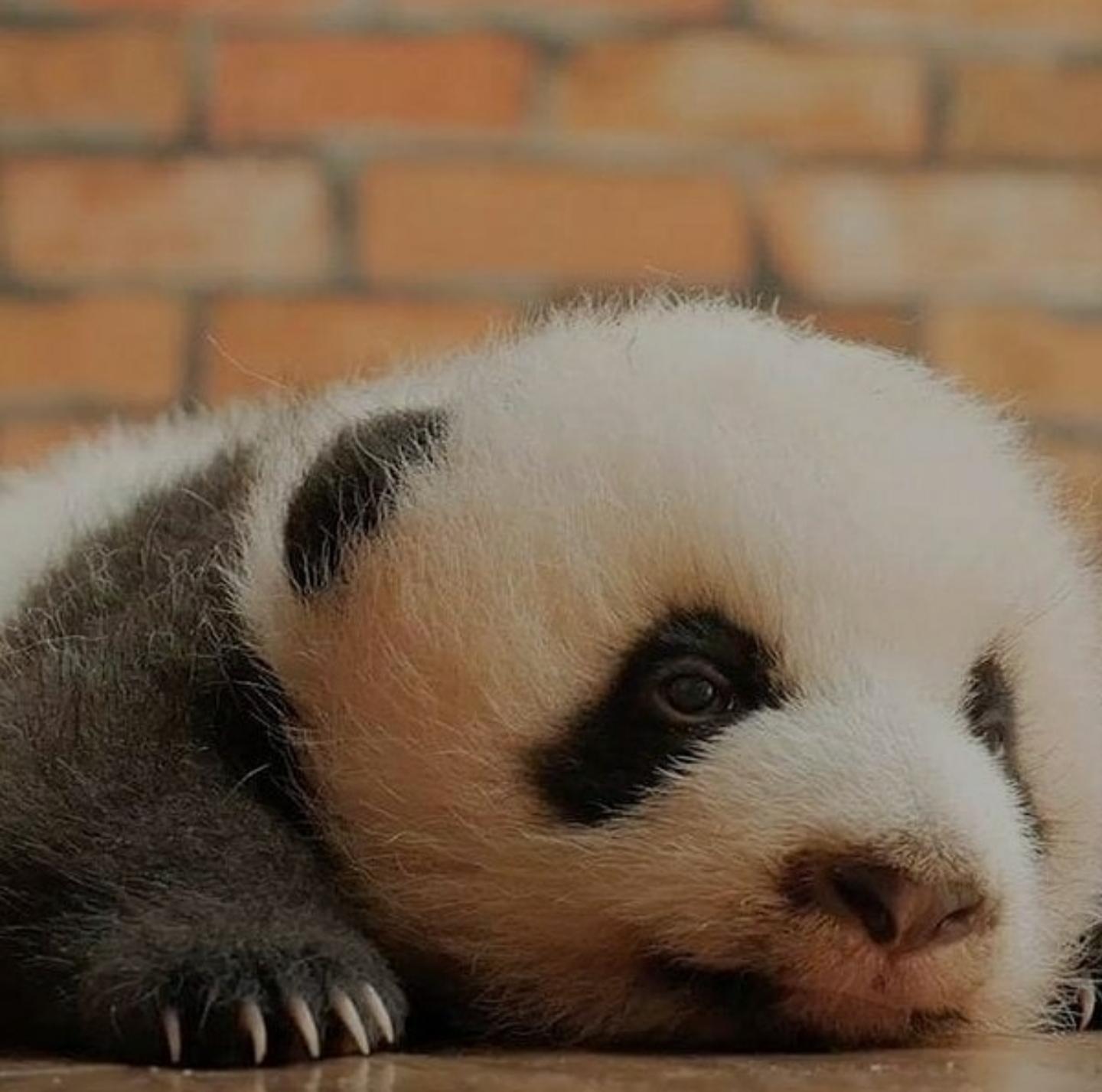 "Why am I always sleepy?" Awww